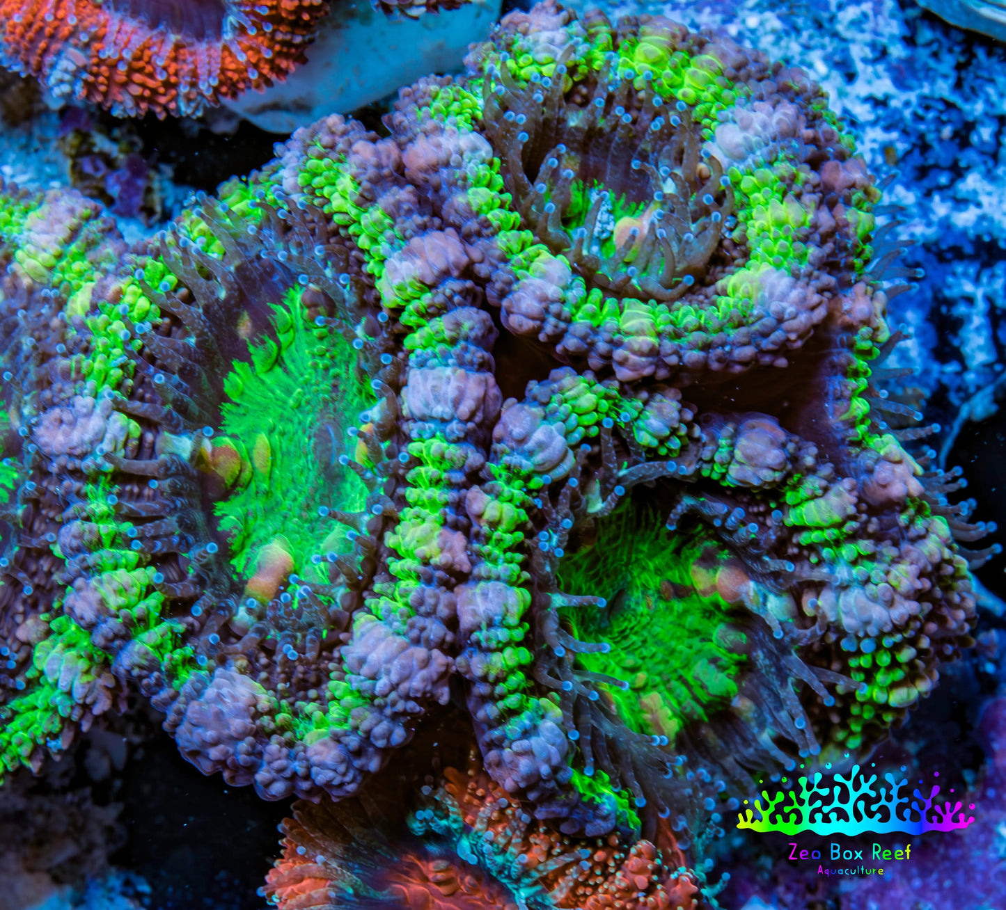 Ultra Acan Coral - Micromussa Lordhowensis - Acan Frag WYSIWYG C4R3B1 Ultra Acan Coral - Micromussa Lordhowensis - Acan Frag WYSIWYG C4R3B1 LPS Coral Ultra Acan Coral - Micromussa Lordhowensis - Acan Frag WYSIWYG C4R3B1 Zeo Box Reef