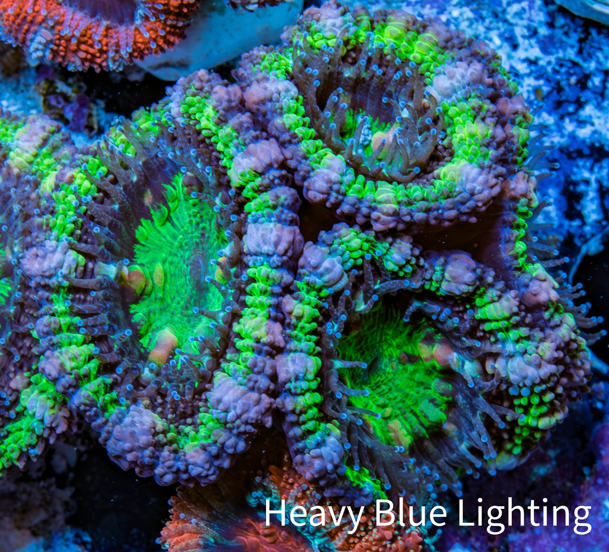 Ultra Acan Coral - Micromussa Lordhowensis - Acan Frag WYSIWYG C4R3B1 Ultra Acan Coral - Micromussa Lordhowensis - Acan Frag WYSIWYG C4R3B1 LPS Coral Ultra Acan Coral - Micromussa Lordhowensis - Acan Frag WYSIWYG C4R3B1 Zeo Box Reef