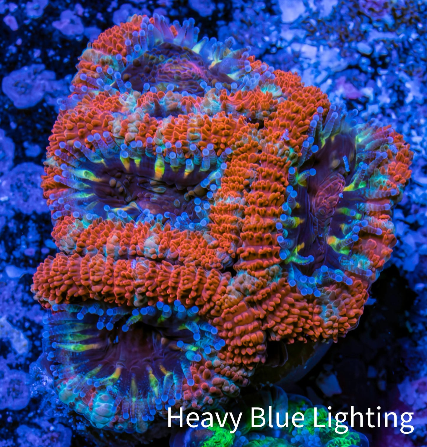 Ultra Acan Coral - Micromussa Lordhowensis - Acan Frag WYSIWYG C4R3B1 Ultra Acan Coral - Micromussa Lordhowensis - Acan Frag WYSIWYG C4R3B1 LPS Coral Ultra Acan Coral - Micromussa Lordhowensis - Acan Frag WYSIWYG C4R3B1 Zeo Box Reef