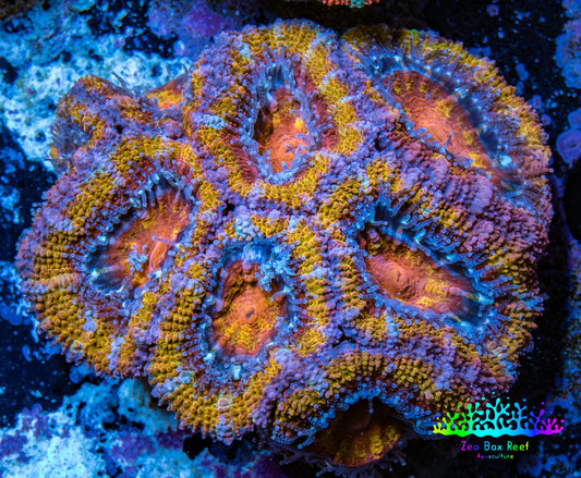 Ultra Acan Coral - Micromussa Lordhowensis - Acan Frag WYSIWYG C5R3B1 Ultra Acan Coral - Micromussa Lordhowensis - Acan Frag WYSIWYG C5R3B1 LPS Coral Ultra Acan Coral - Micromussa Lordhowensis - Acan Frag WYSIWYG C5R3B1 Zeo Box Reef