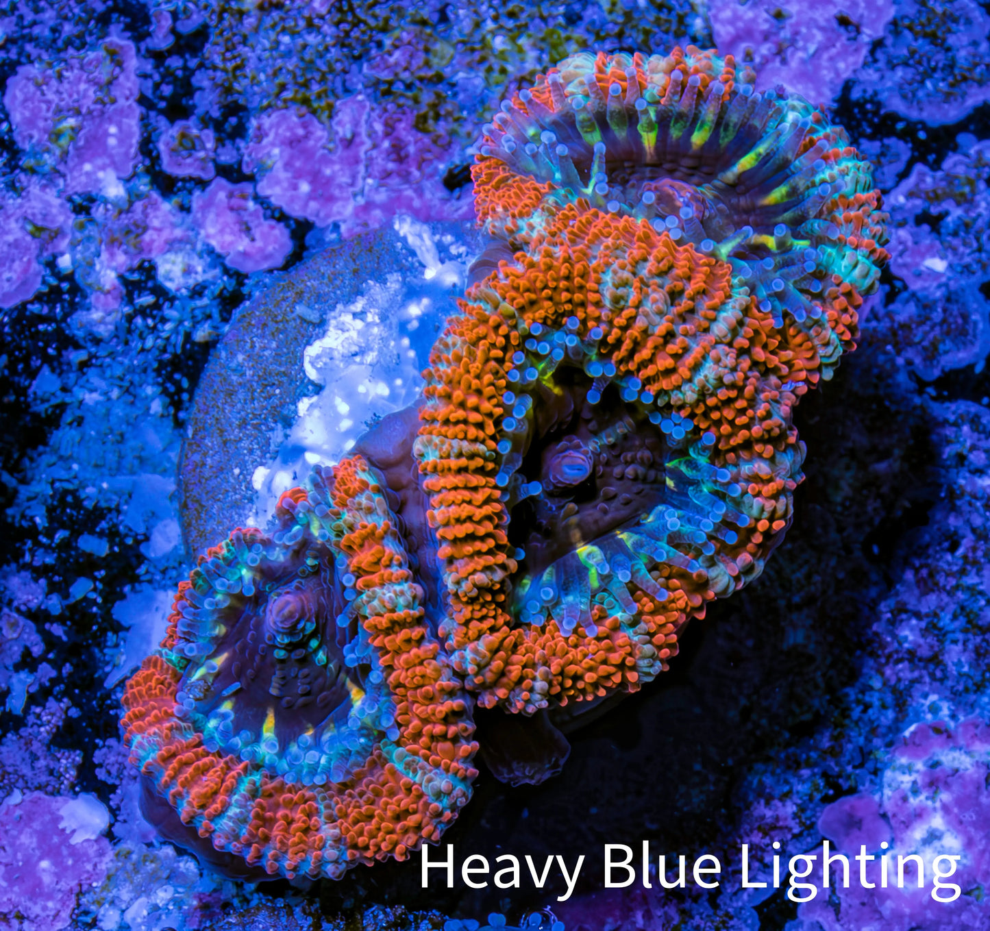 Ultra Acan Coral - Micromussa Lordhowensis - Acan Frag WYSIWYG C6R3B1 Ultra Acan Coral - Micromussa Lordhowensis - Acan Frag WYSIWYG C6R3B1 LPS Coral Ultra Acan Coral - Micromussa Lordhowensis - Acan Frag WYSIWYG C6R3B1 Zeo Box Reef