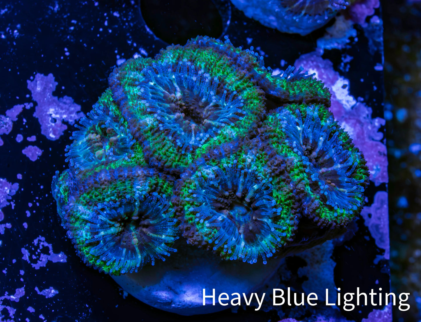 Ultra Acan Coral - Micromussa Lordhowensis - Acan Frag WYSIWYG C9R2B1 Ultra Acan Coral - Micromussa Lordhowensis - Acan Frag WYSIWYG C9R2B1 LPS Coral Ultra Acan Coral - Micromussa Lordhowensis - Acan Frag WYSIWYG C9R2B1 Zeo Box Reef