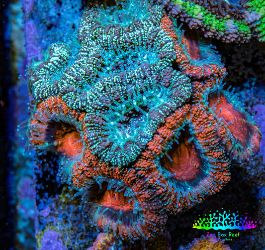 Ultra Acan Coral - Micromussa Lordhowensis - Acan Frag WYSIWYG D1R3B1 Ultra Acan Coral - Micromussa Lordhowensis - Acan Frag WYSIWYG D1R3B1 LPS Coral Ultra Acan Coral - Micromussa Lordhowensis - Acan Frag WYSIWYG D1R3B1 Zeo Box Reef