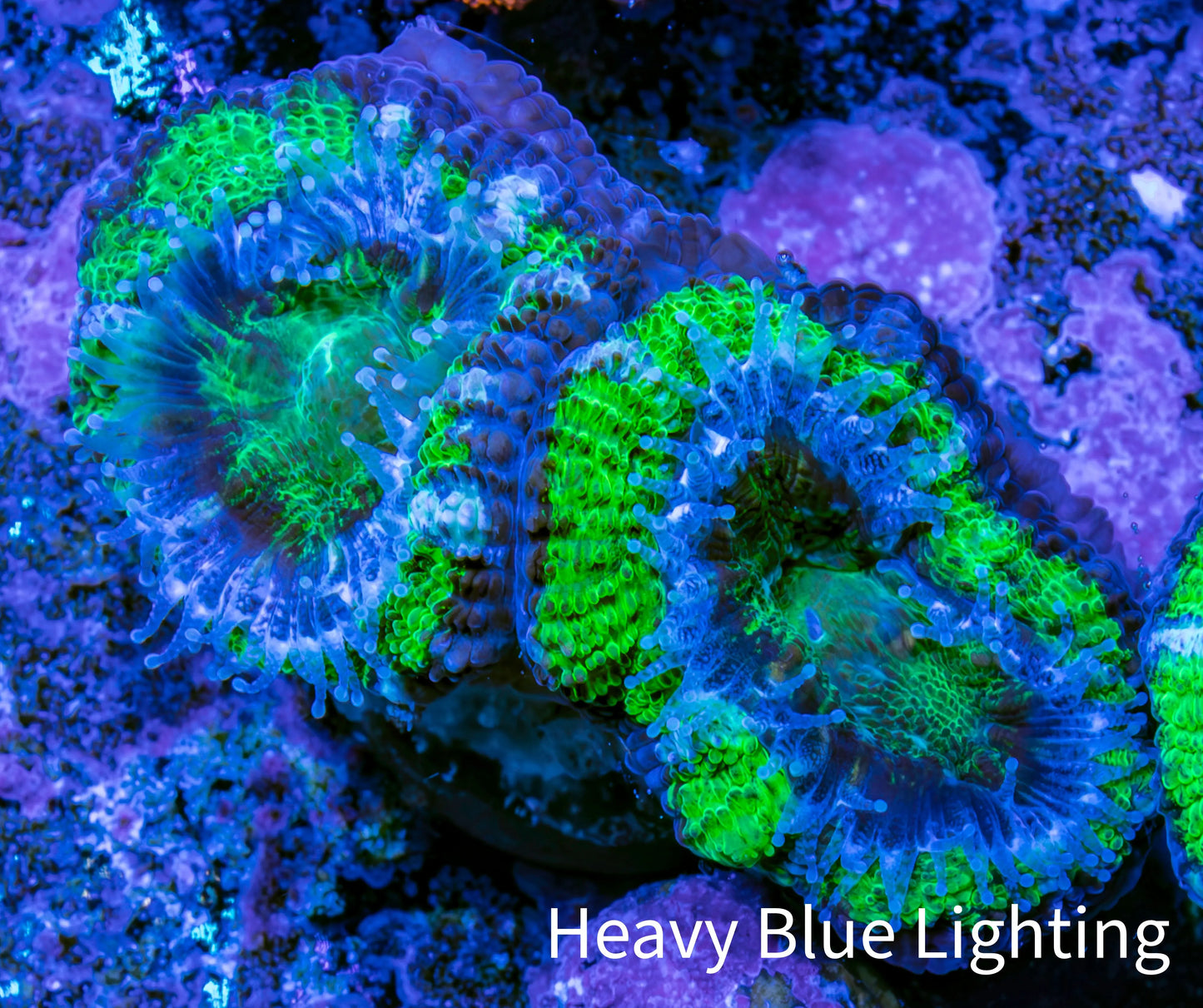 Ultra Acan Coral - Micromussa Lordhowensis - Acan Frag WYSIWYG D1R3B1 Ultra Acan Coral - Micromussa Lordhowensis - Acan Frag WYSIWYG D1R3B1 LPS Coral Ultra Acan Coral - Micromussa Lordhowensis - Acan Frag WYSIWYG D1R3B1 Zeo Box Reef