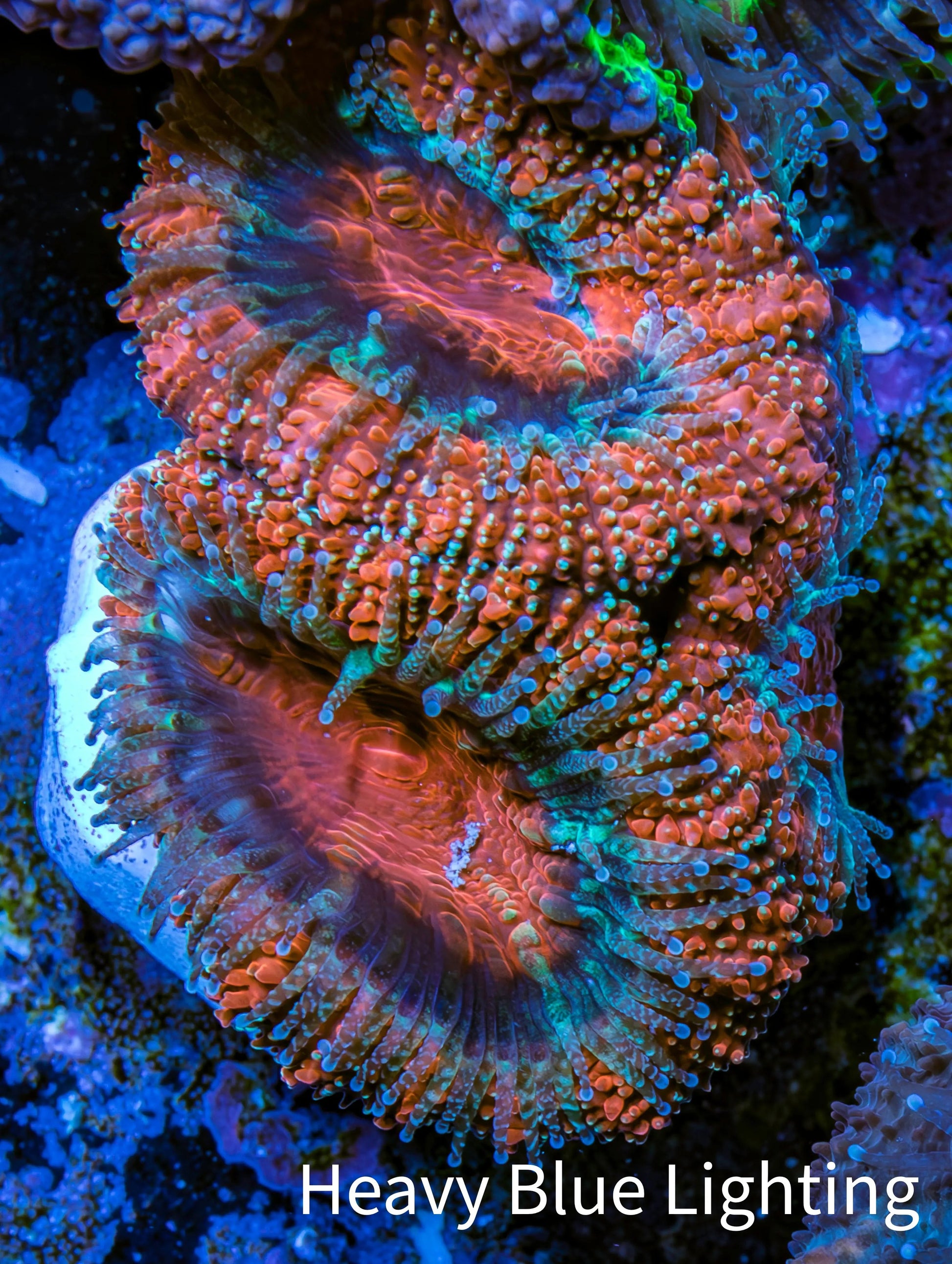 Ultra Acan Coral - Micromussa Lordhowensis - Acan Frag WYSIWYG D4R3B1 Ultra Acan Coral - Micromussa Lordhowensis - Acan Frag WYSIWYG D4R3B1 LPS Coral Ultra Acan Coral - Micromussa Lordhowensis - Acan Frag WYSIWYG D4R3B1 Zeo Box Reef
