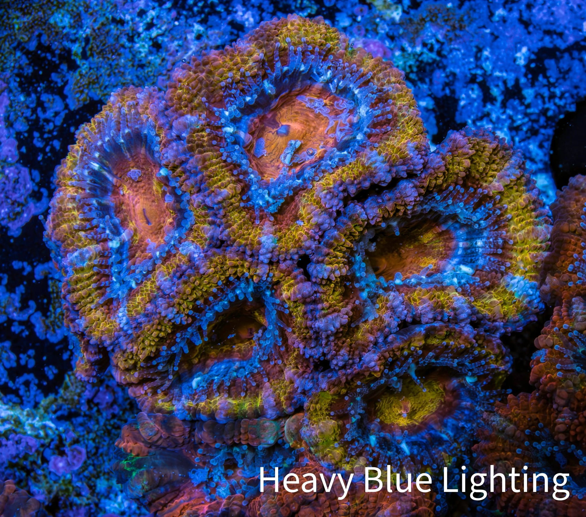 Ultra Acan Coral - Micromussa Lordhowensis - Acan Frag WYSIWYG E2R3B1 Ultra Acan Coral - Micromussa Lordhowensis - Acan Frag WYSIWYG E2R3B1 LPS Coral Ultra Acan Coral - Micromussa Lordhowensis - Acan Frag WYSIWYG E2R3B1 Zeo Box Reef