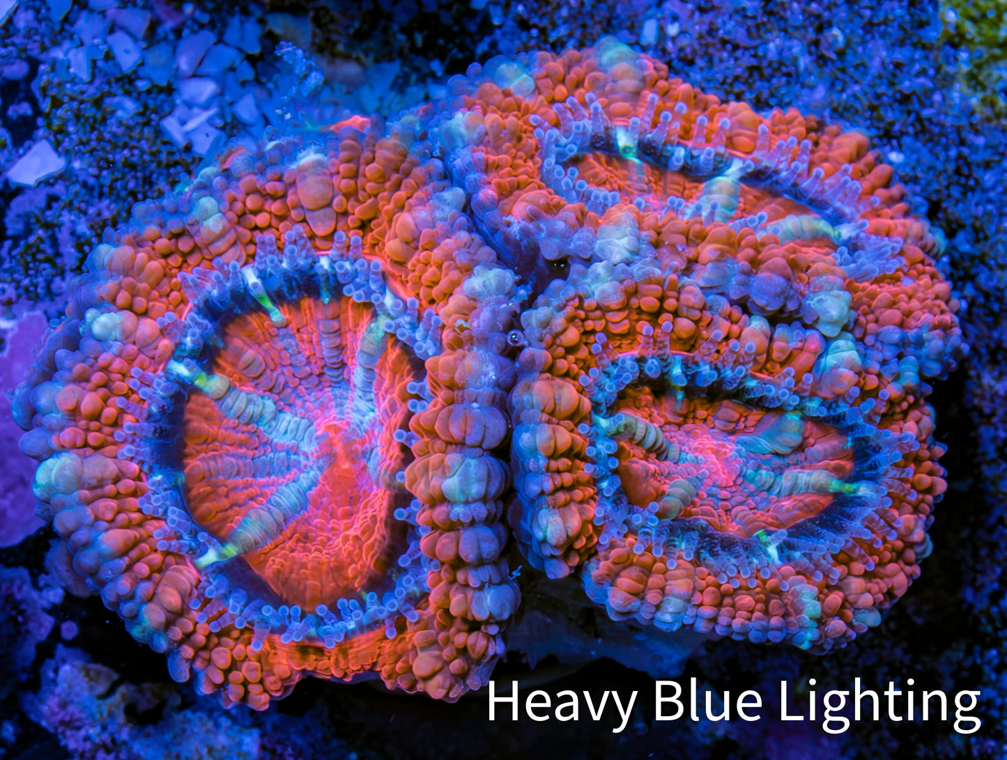 Ultra Acan Coral - Micromussa Lordhowensis - Acan Frag WYSIWYG E4R3B1 Ultra Acan Coral - Micromussa Lordhowensis - Acan Frag WYSIWYG E4R3B1 LPS Coral Ultra Acan Coral - Micromussa Lordhowensis - Acan Frag WYSIWYG E4R3B1 Zeo Box Reef