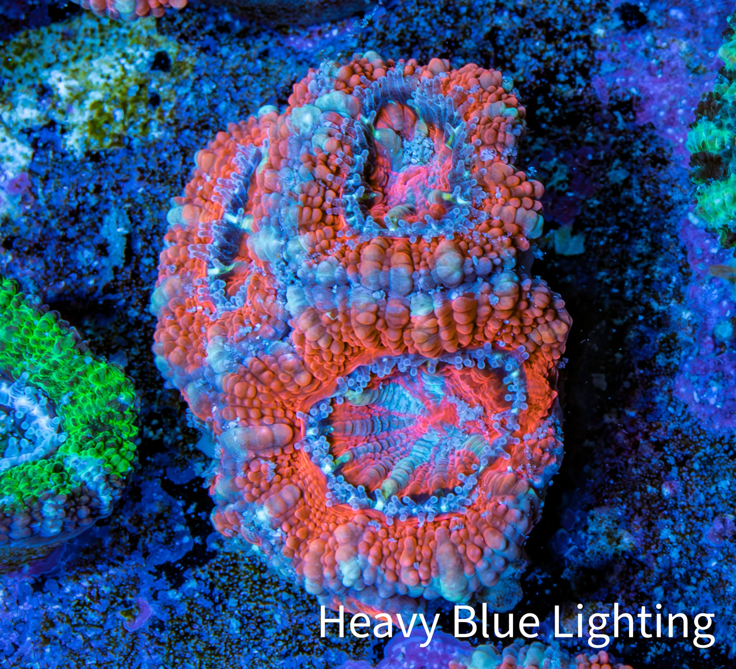Ultra Acan Coral - Micromussa Lordhowensis - Acan Frag WYSIWYG E4R3B1 Ultra Acan Coral - Micromussa Lordhowensis - Acan Frag WYSIWYG E4R3B1 LPS Coral Ultra Acan Coral - Micromussa Lordhowensis - Acan Frag WYSIWYG E4R3B1 Zeo Box Reef