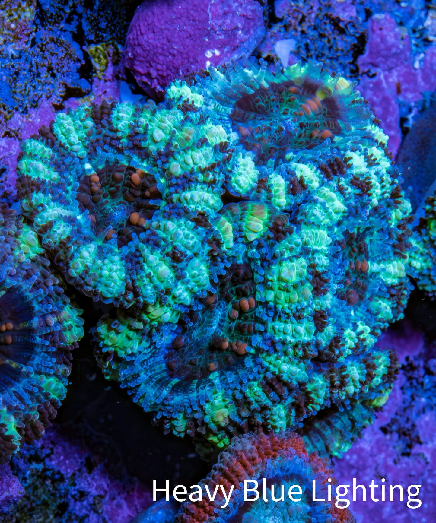 Ultra Acan Coral - Micromussa Lordhowensis - Acan Frag WYSIWYG F2R3B1 Ultra Acan Coral - Micromussa Lordhowensis - Acan Frag WYSIWYG F2R3B1 LPS Coral Ultra Acan Coral - Micromussa Lordhowensis - Acan Frag WYSIWYG F2R3B1 Zeo Box Reef