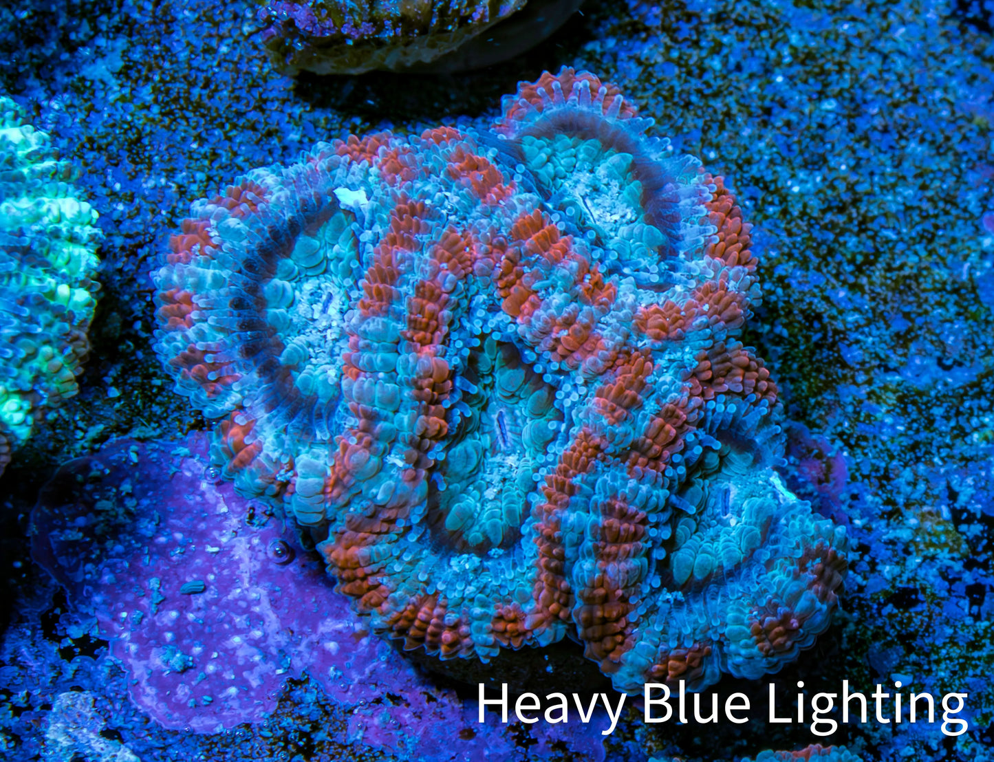 Ultra Acan Coral - Micromussa Lordhowensis - Acan Frag WYSIWYG G4R3B1 Ultra Acan Coral - Micromussa Lordhowensis - Acan Frag WYSIWYG G4R3B1 LPS Coral Ultra Acan Coral - Micromussa Lordhowensis - Acan Frag WYSIWYG G4R3B1 Zeo Box Reef