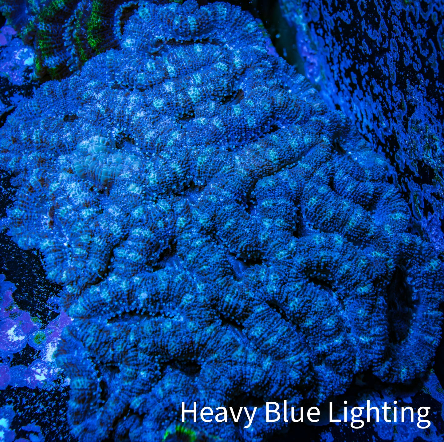 Ultra Acan Coral - Micromussa Lordhowensis - Acan WYSIWYG 10cm C1R2B1 Ultra Acan Coral - Micromussa Lordhowensis - Acan WYSIWYG 10cm C1R2B1 LPS Coral Ultra Acan Coral - Micromussa Lordhowensis - Acan WYSIWYG 10cm C1R2B1 Zeo Box Reef