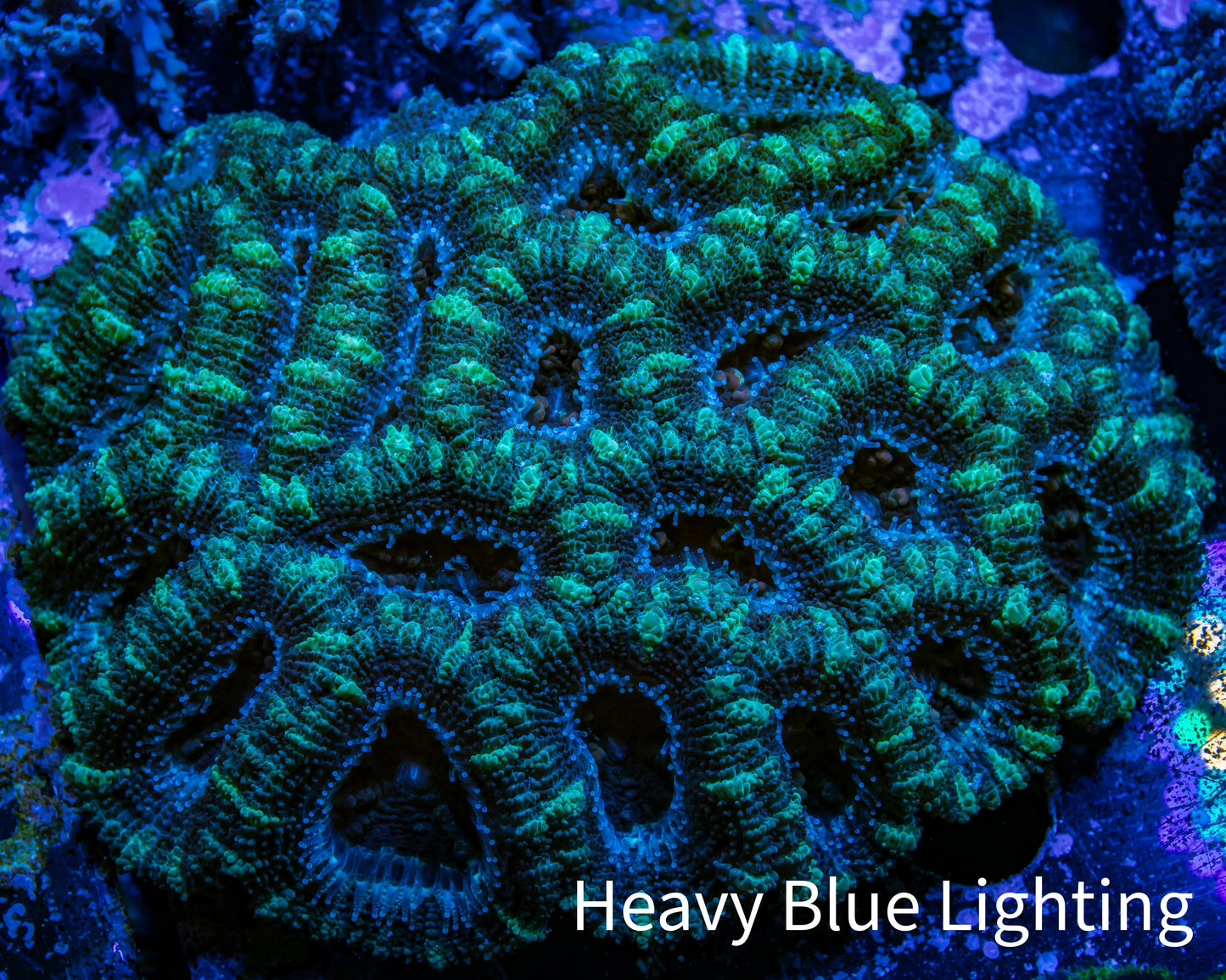 Ultra Acan Coral - Micromussa Lordhowensis - Acan WYSIWYG 10cm Ultra Acan Coral - Micromussa Lordhowensis - Acan WYSIWYG 10cm LPS Coral Ultra Acan Coral - Micromussa Lordhowensis - Acan WYSIWYG 10cm Zeo Box Reef