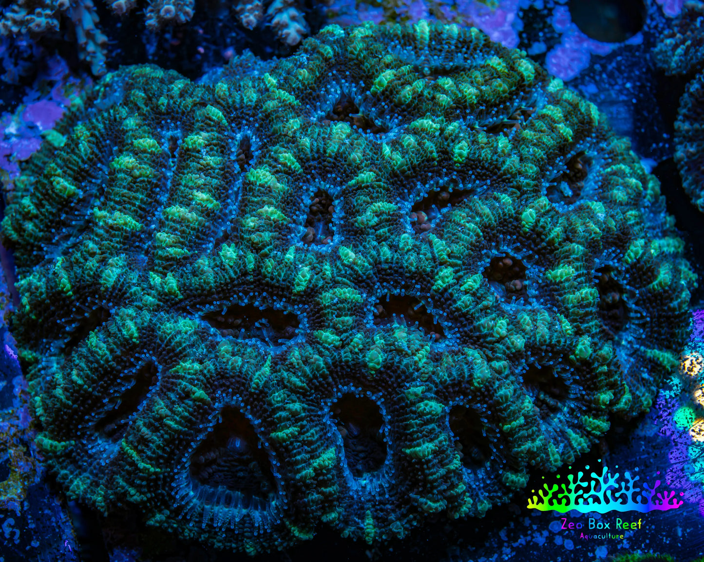 Ultra Acan Coral - Micromussa Lordhowensis - Acan WYSIWYG 10cm Ultra Acan Coral - Micromussa Lordhowensis - Acan WYSIWYG 10cm LPS Coral Ultra Acan Coral - Micromussa Lordhowensis - Acan WYSIWYG 10cm Zeo Box Reef
