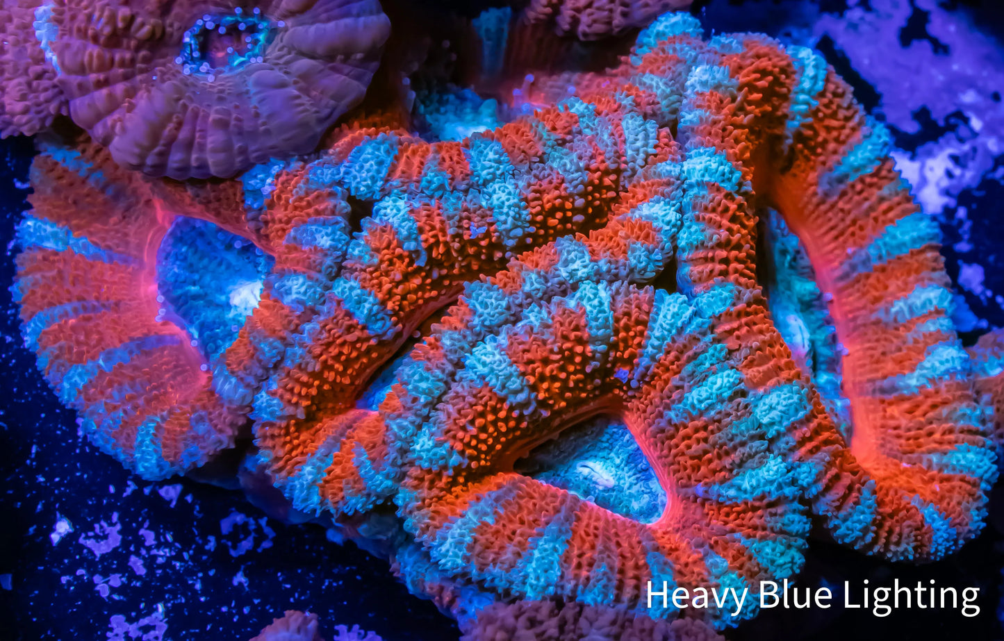 Ultra Acan Coral - Micromussa Lordhowensis - Acan WYSIWYG 4cm Ultra Acan Coral - Micromussa Lordhowensis - Acan WYSIWYG 4cm LPS Coral Ultra Acan Coral - Micromussa Lordhowensis - Acan WYSIWYG 4cm Zeo Box Reef