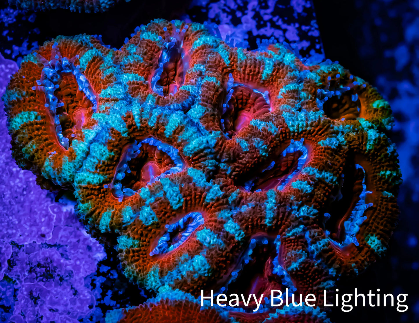 Ultra Acan Coral - Micromussa Lordhowensis - Acan WYSIWYG 5cm F3R1B1 Ultra Acan Coral - Micromussa Lordhowensis - Acan WYSIWYG 5cm F3R1B1 LPS Coral Ultra Acan Coral - Micromussa Lordhowensis - Acan WYSIWYG 5cm F3R1B1 Zeo Box Reef