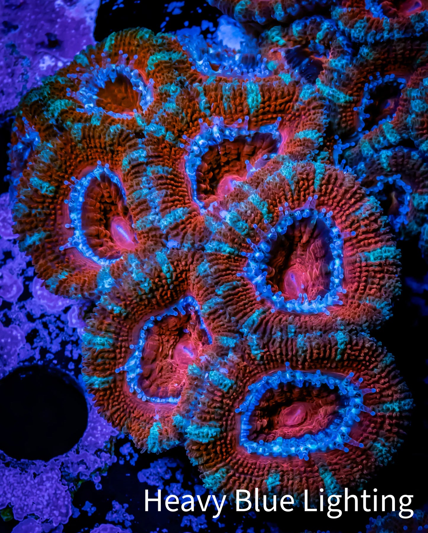 Ultra Acan Coral - Micromussa Lordhowensis - Acan WYSIWYG 5cm F4R1B1 Ultra Acan Coral - Micromussa Lordhowensis - Acan WYSIWYG 5cm F4R1B1 LPS Coral Ultra Acan Coral - Micromussa Lordhowensis - Acan WYSIWYG 5cm F4R1B1 Zeo Box Reef