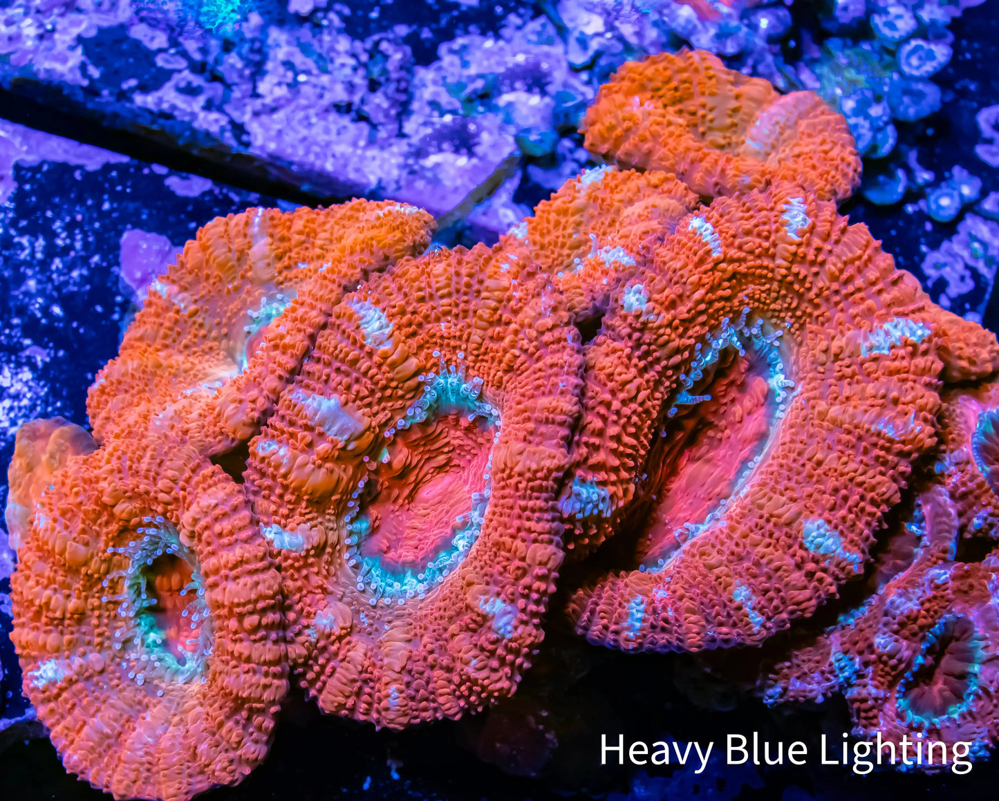 Ultra Acan Coral - Micromussa Lordhowensis - Acan WYSIWYG 5cm Ultra Acan Coral - Micromussa Lordhowensis - Acan WYSIWYG 5cm LPS Coral Ultra Acan Coral - Micromussa Lordhowensis - Acan WYSIWYG 5cm Zeo Box Reef