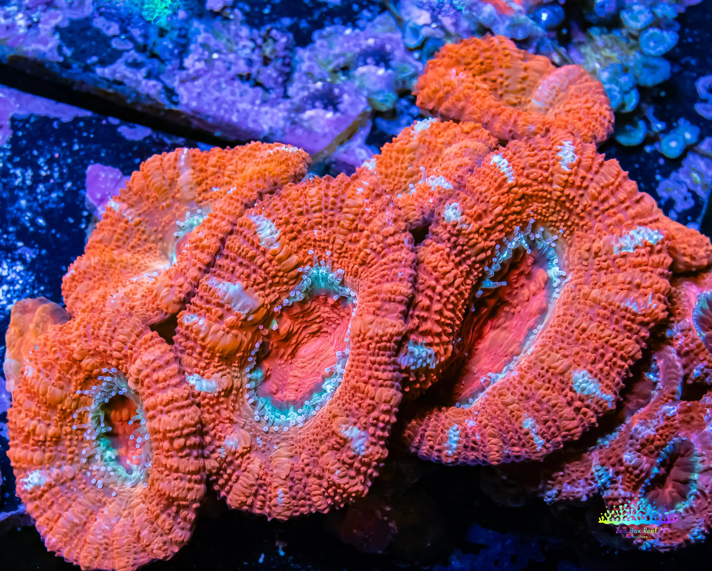 Ultra Acan Coral - Micromussa Lordhowensis - Acan WYSIWYG 5cm Ultra Acan Coral - Micromussa Lordhowensis - Acan WYSIWYG 5cm LPS Coral Ultra Acan Coral - Micromussa Lordhowensis - Acan WYSIWYG 5cm Zeo Box Reef