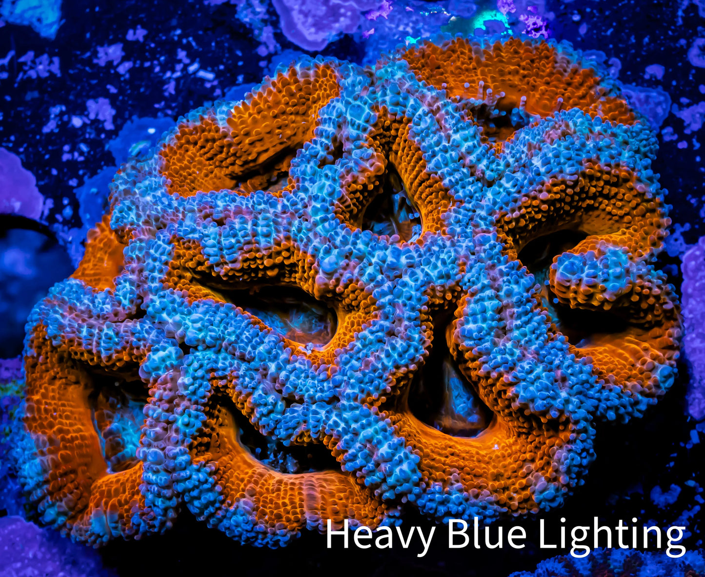 Ultra Acan Coral - Micromussa Lordhowensis - Acan WYSIWYG 5cm Ultra Acan Coral - Micromussa Lordhowensis - Acan WYSIWYG 5cm LPS Coral Ultra Acan Coral - Micromussa Lordhowensis - Acan WYSIWYG 5cm Zeo Box Reef