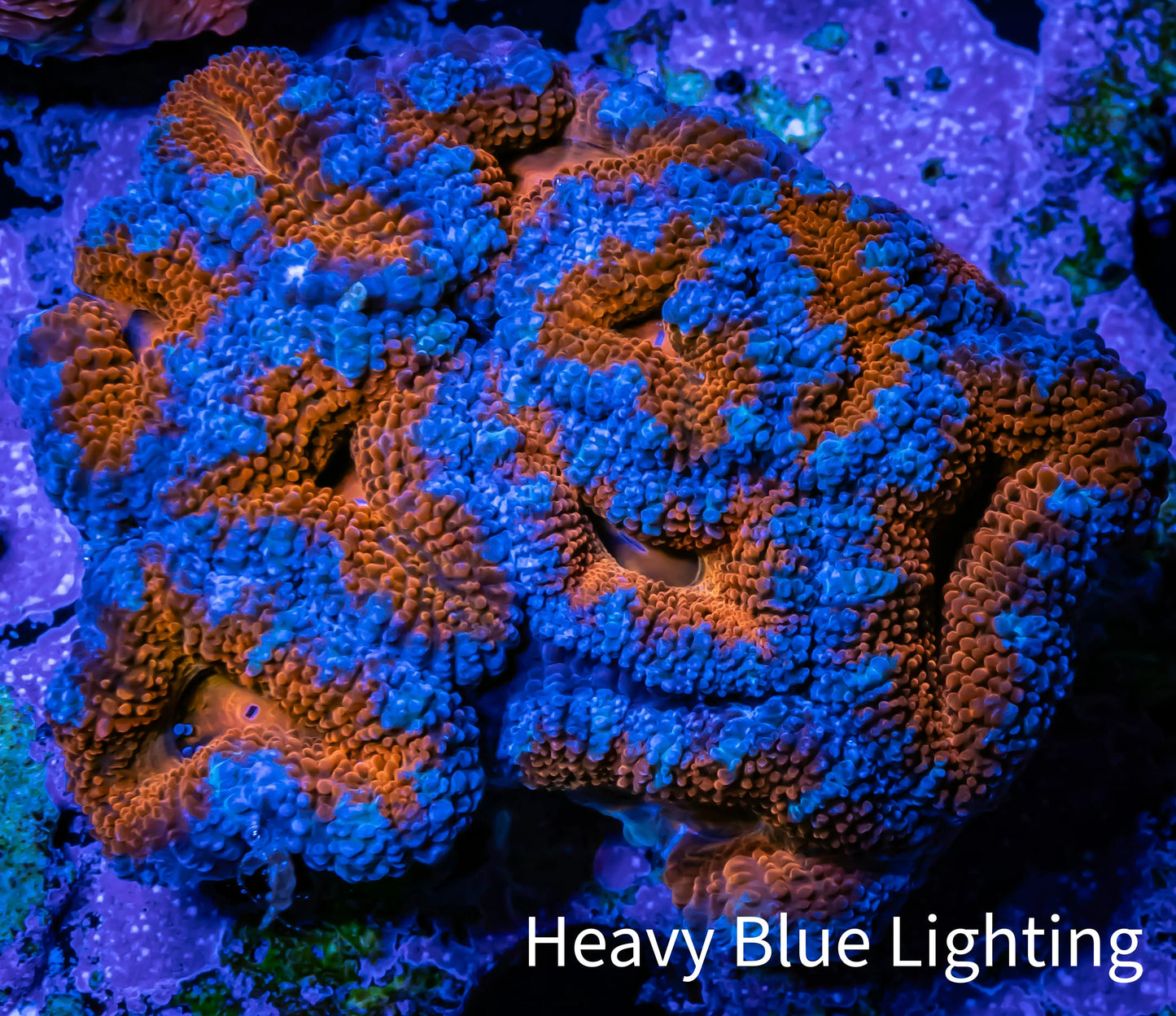 Ultra Acan Coral - Micromussa Lordhowensis - Acan WYSIWYG 5cm Ultra Acan Coral - Micromussa Lordhowensis - Acan WYSIWYG 5cm LPS Coral Ultra Acan Coral - Micromussa Lordhowensis - Acan WYSIWYG 5cm Zeo Box Reef