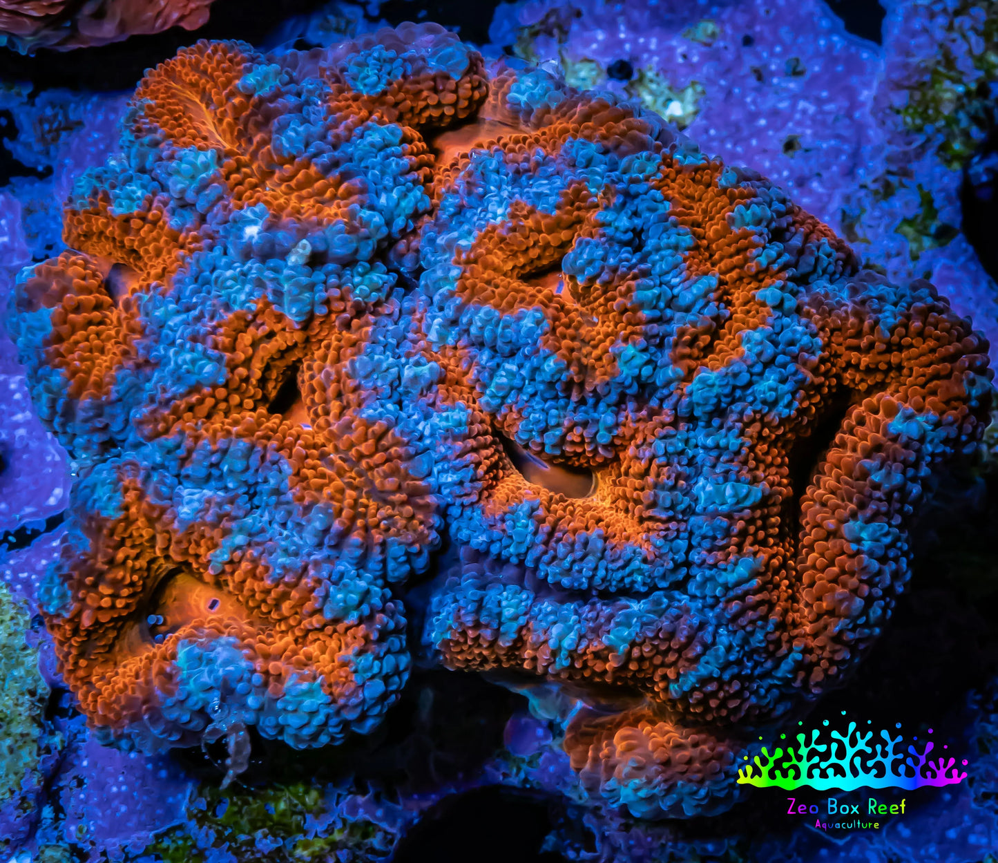 Ultra Acan Coral - Micromussa Lordhowensis - Acan WYSIWYG 5cm Ultra Acan Coral - Micromussa Lordhowensis - Acan WYSIWYG 5cm LPS Coral Ultra Acan Coral - Micromussa Lordhowensis - Acan WYSIWYG 5cm Zeo Box Reef