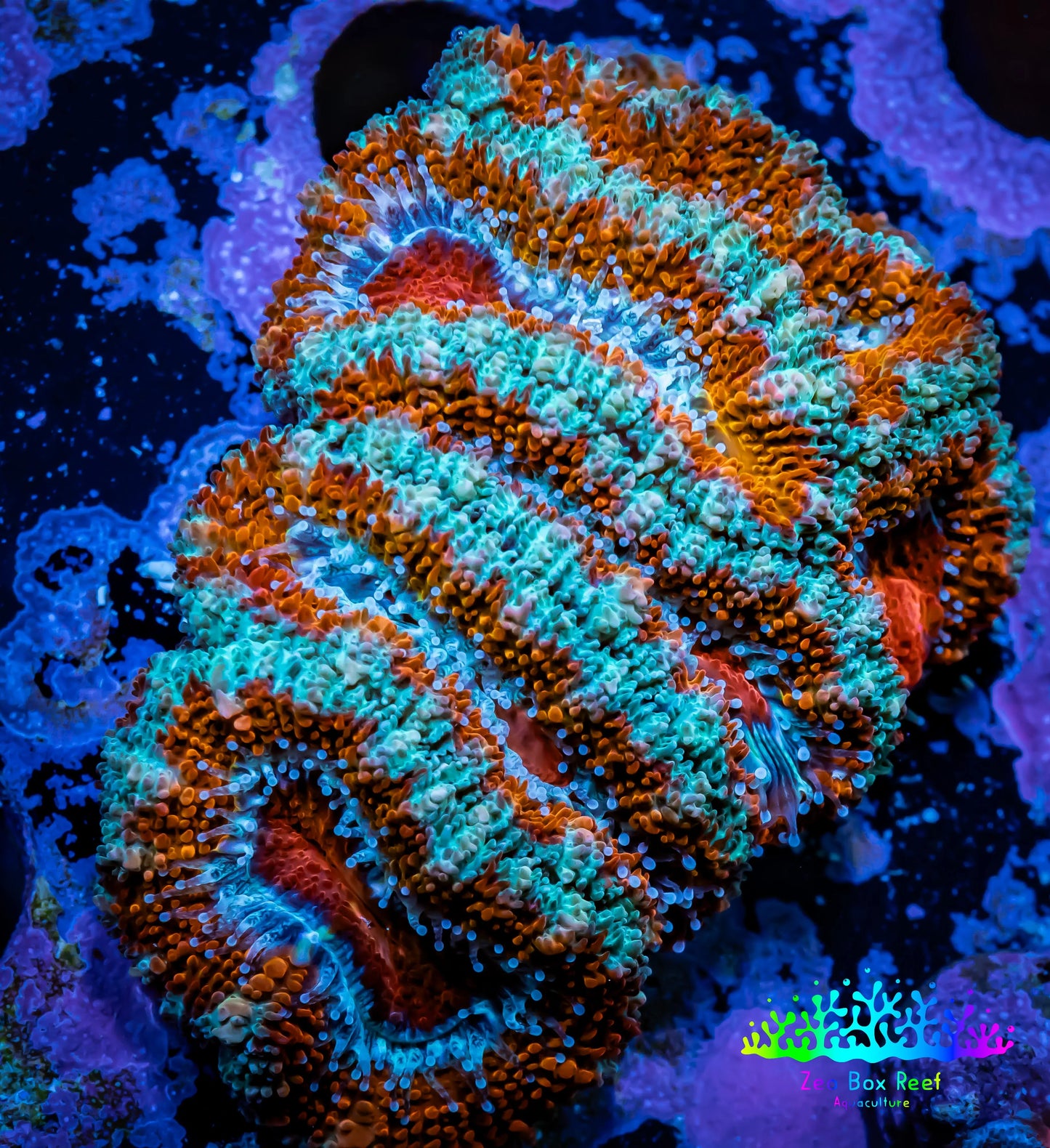 Ultra Acan Coral - Micromussa Lordhowensis - Acan WYSIWYG 5cm Ultra Acan Coral - Micromussa Lordhowensis - Acan WYSIWYG 5cm LPS Coral Ultra Acan Coral - Micromussa Lordhowensis - Acan WYSIWYG 5cm Zeo Box Reef