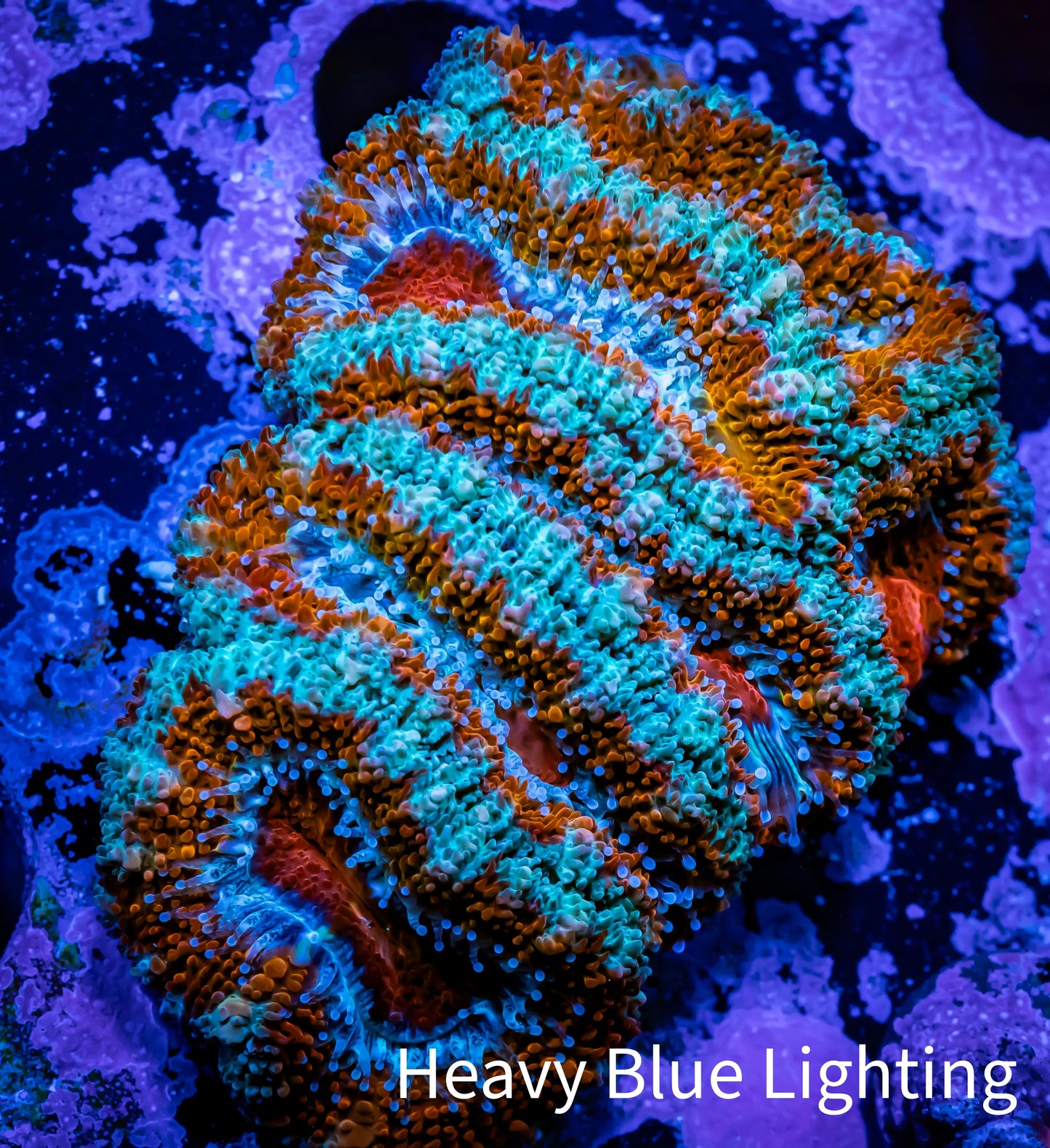 Ultra Acan Coral - Micromussa Lordhowensis - Acan WYSIWYG 5cm Ultra Acan Coral - Micromussa Lordhowensis - Acan WYSIWYG 5cm LPS Coral Ultra Acan Coral - Micromussa Lordhowensis - Acan WYSIWYG 5cm Zeo Box Reef