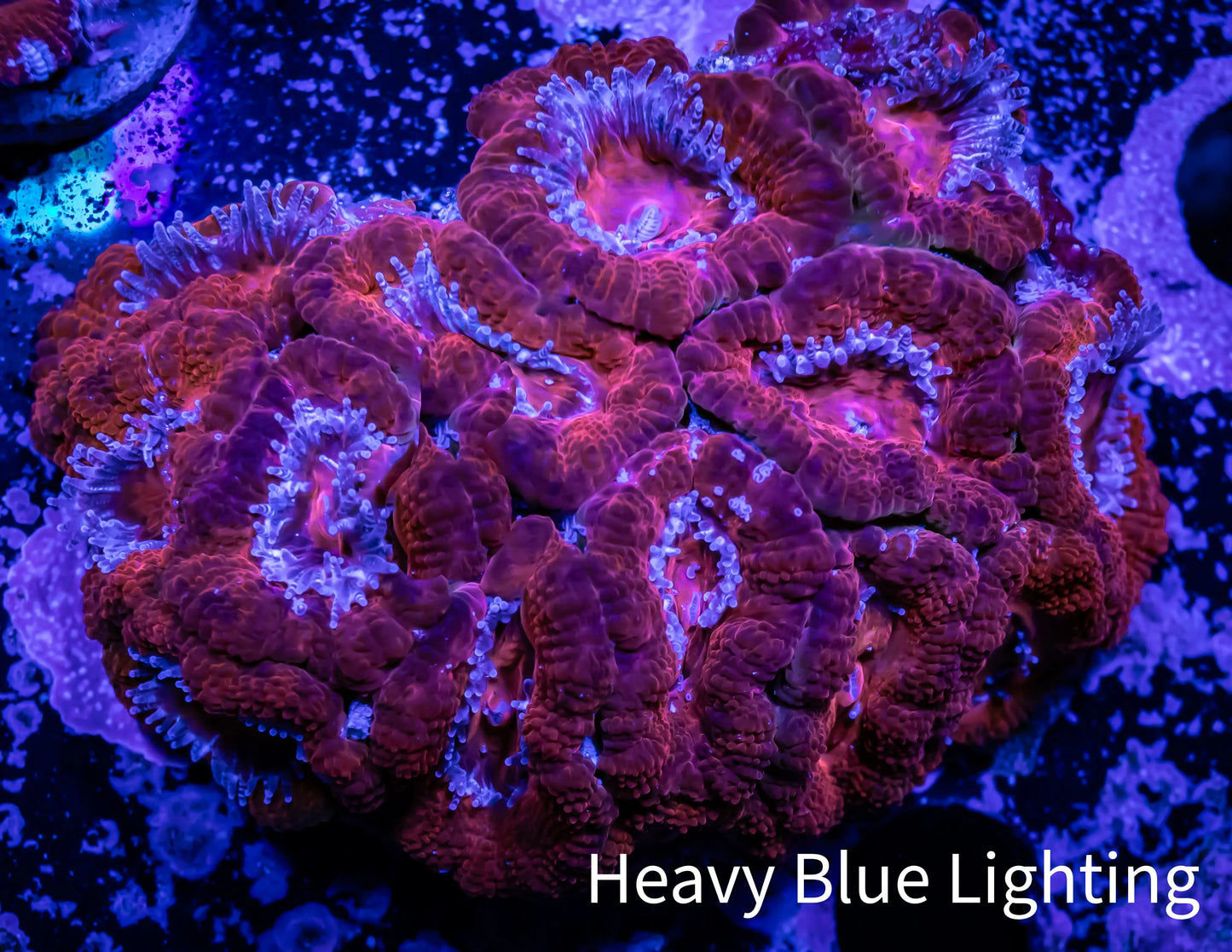 Ultra Acan Coral - Micromussa Lordhowensis - Acan WYSIWYG 5cm Ultra Acan Coral - Micromussa Lordhowensis - Acan WYSIWYG 5cm LPS Coral Ultra Acan Coral - Micromussa Lordhowensis - Acan WYSIWYG 5cm Zeo Box Reef