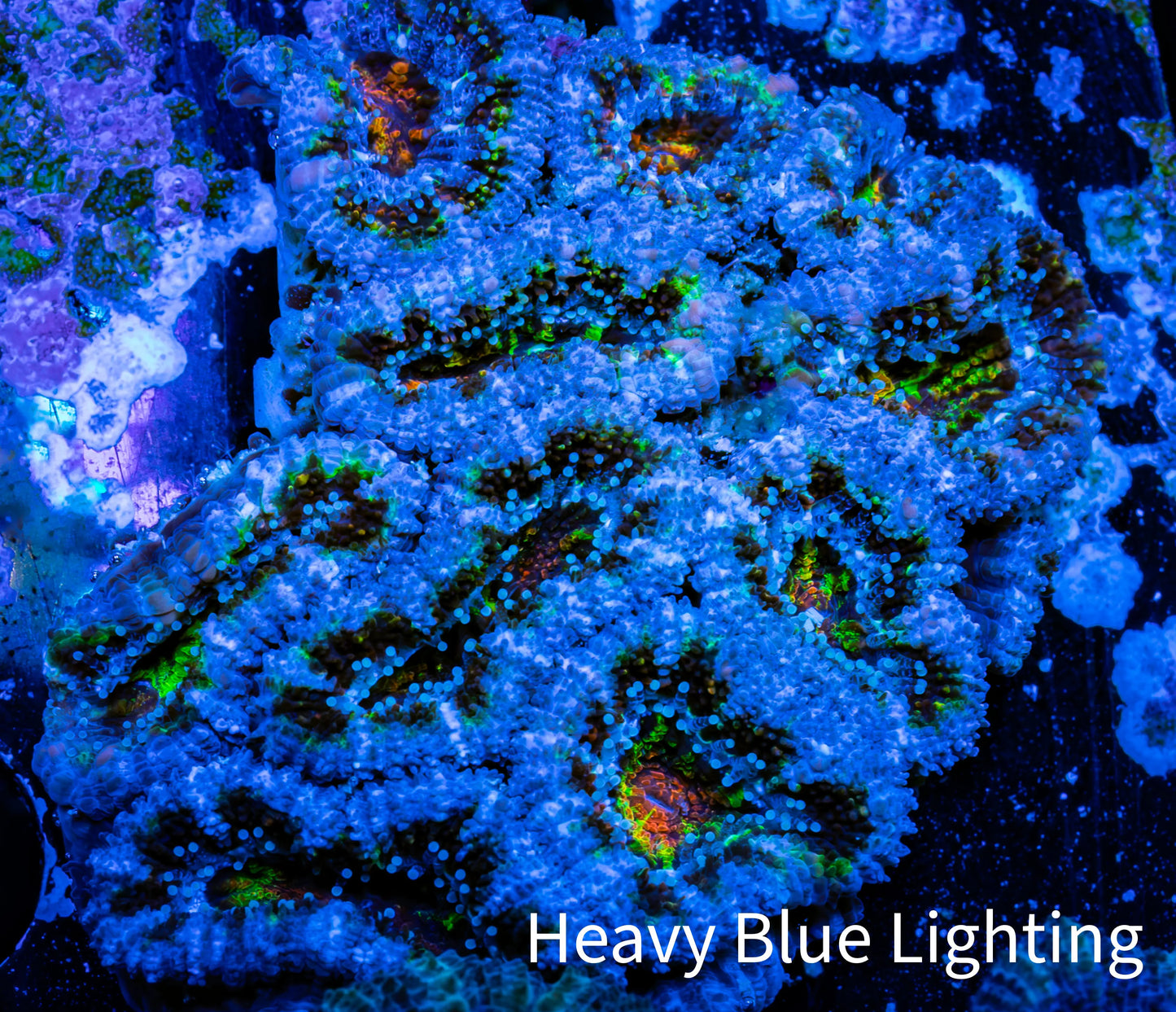 Ultra Acan Coral - Micromussa Lordhowensis - Acan WYSIWYG 5cm Ultra Acan Coral - Micromussa Lordhowensis - Acan WYSIWYG 5cm LPS Coral Ultra Acan Coral - Micromussa Lordhowensis - Acan WYSIWYG 5cm Zeo Box Reef
