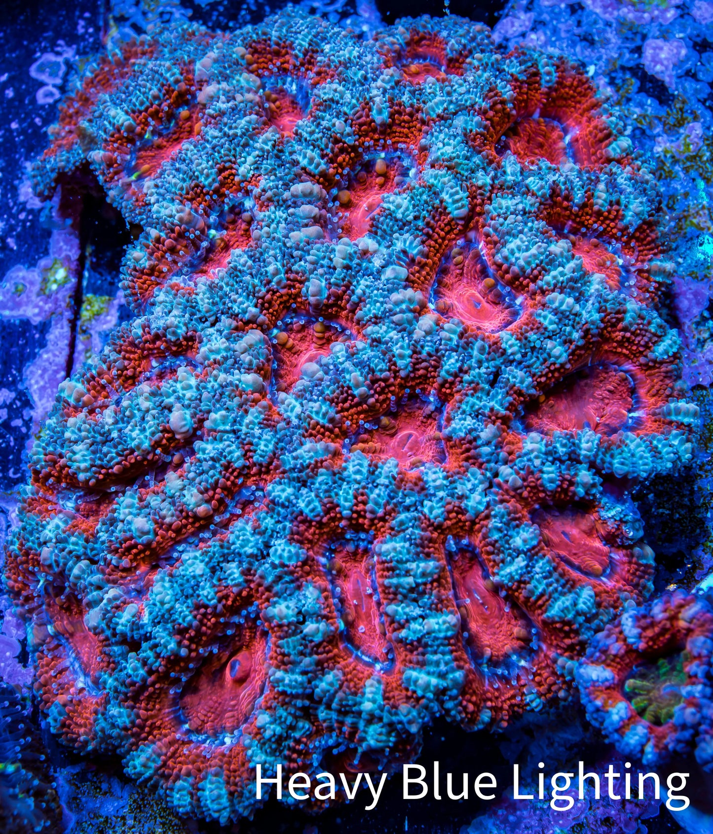 Ultra Acan Coral - Micromussa Lordhowensis - Acan WYSIWYG 6cm A11R3B1 Ultra Acan Coral - Micromussa Lordhowensis - Acan WYSIWYG 6cm A11R3B1 LPS Coral Ultra Acan Coral - Micromussa Lordhowensis - Acan WYSIWYG 6cm A11R3B1 Zeo Box Reef