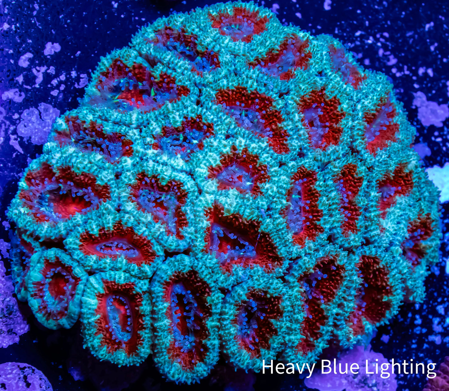 Ultra Acan Coral - Micromussa Lordhowensis - Acan WYSIWYG 6cm A2R2B1 Ultra Acan Coral - Micromussa Lordhowensis - Acan WYSIWYG 6cm A2R2B1 LPS Coral Ultra Acan Coral - Micromussa Lordhowensis - Acan WYSIWYG 6cm A2R2B1 Zeo Box Reef