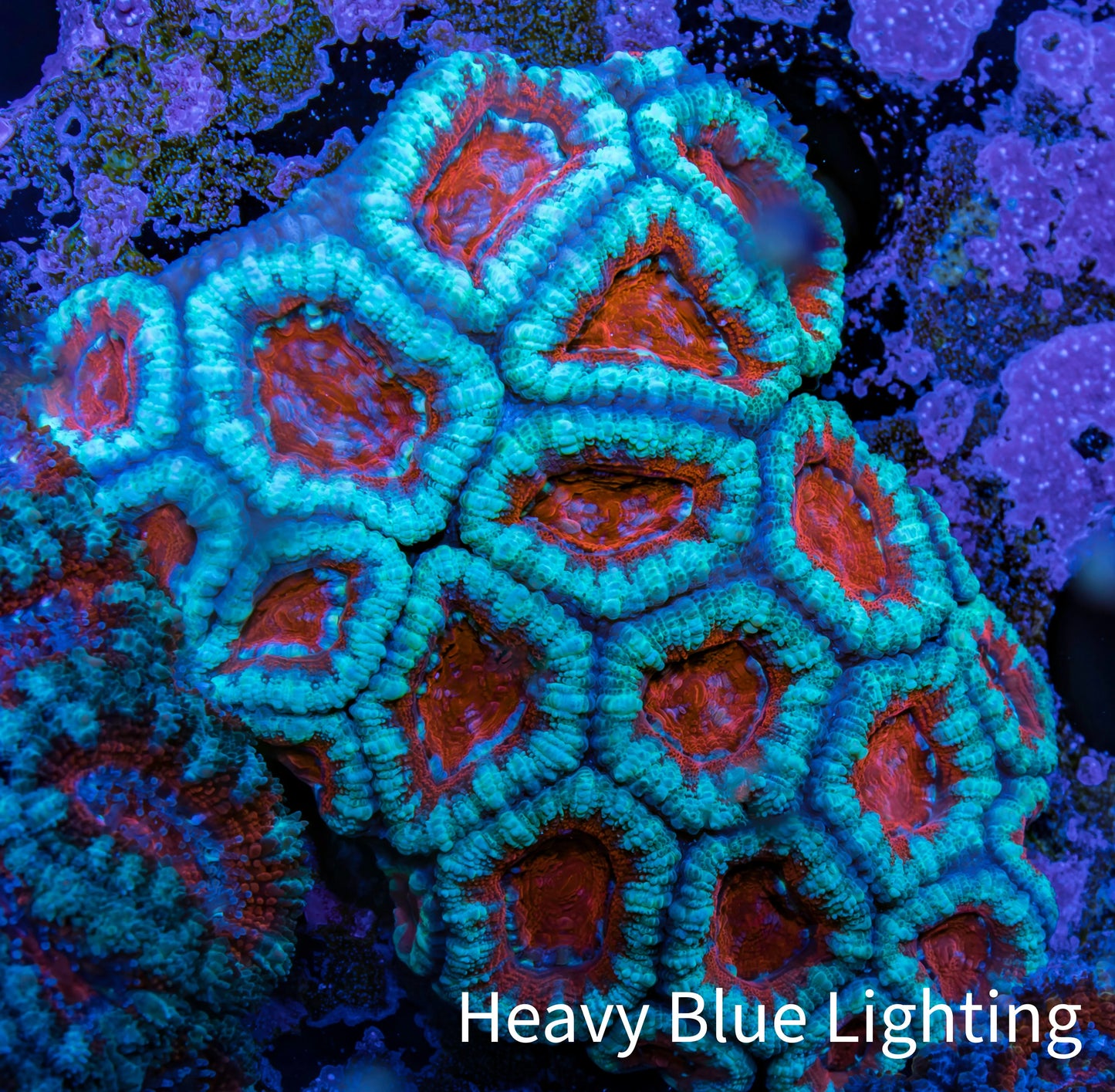 Ultra Acan Coral - Micromussa Lordhowensis - Acan WYSIWYG 6cm A2R3B1 Ultra Acan Coral - Micromussa Lordhowensis - Acan WYSIWYG 6cm A2R3B1 LPS Coral Ultra Acan Coral - Micromussa Lordhowensis - Acan WYSIWYG 6cm A2R3B1 Zeo Box Reef