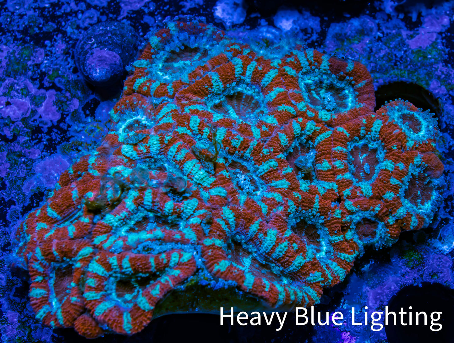 Ultra Acan Coral - Micromussa Lordhowensis - Acan WYSIWYG 6cm A4R2B1 Ultra Acan Coral - Micromussa Lordhowensis - Acan WYSIWYG 6cm A4R2B1 LPS Coral Ultra Acan Coral - Micromussa Lordhowensis - Acan WYSIWYG 6cm A4R2B1 Zeo Box Reef