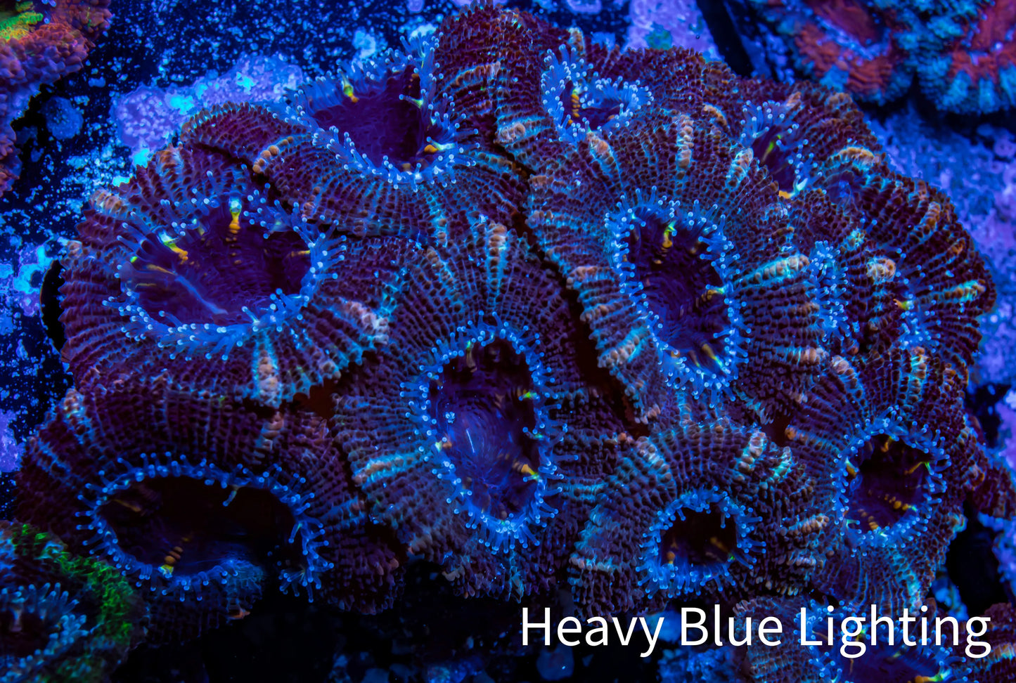 Ultra Acan Coral - Micromussa Lordhowensis - Acan WYSIWYG 6cm B10R2B1 Ultra Acan Coral - Micromussa Lordhowensis - Acan WYSIWYG 6cm B10R2B1 LPS Coral Ultra Acan Coral - Micromussa Lordhowensis - Acan WYSIWYG 6cm B10R2B1 Zeo Box Reef