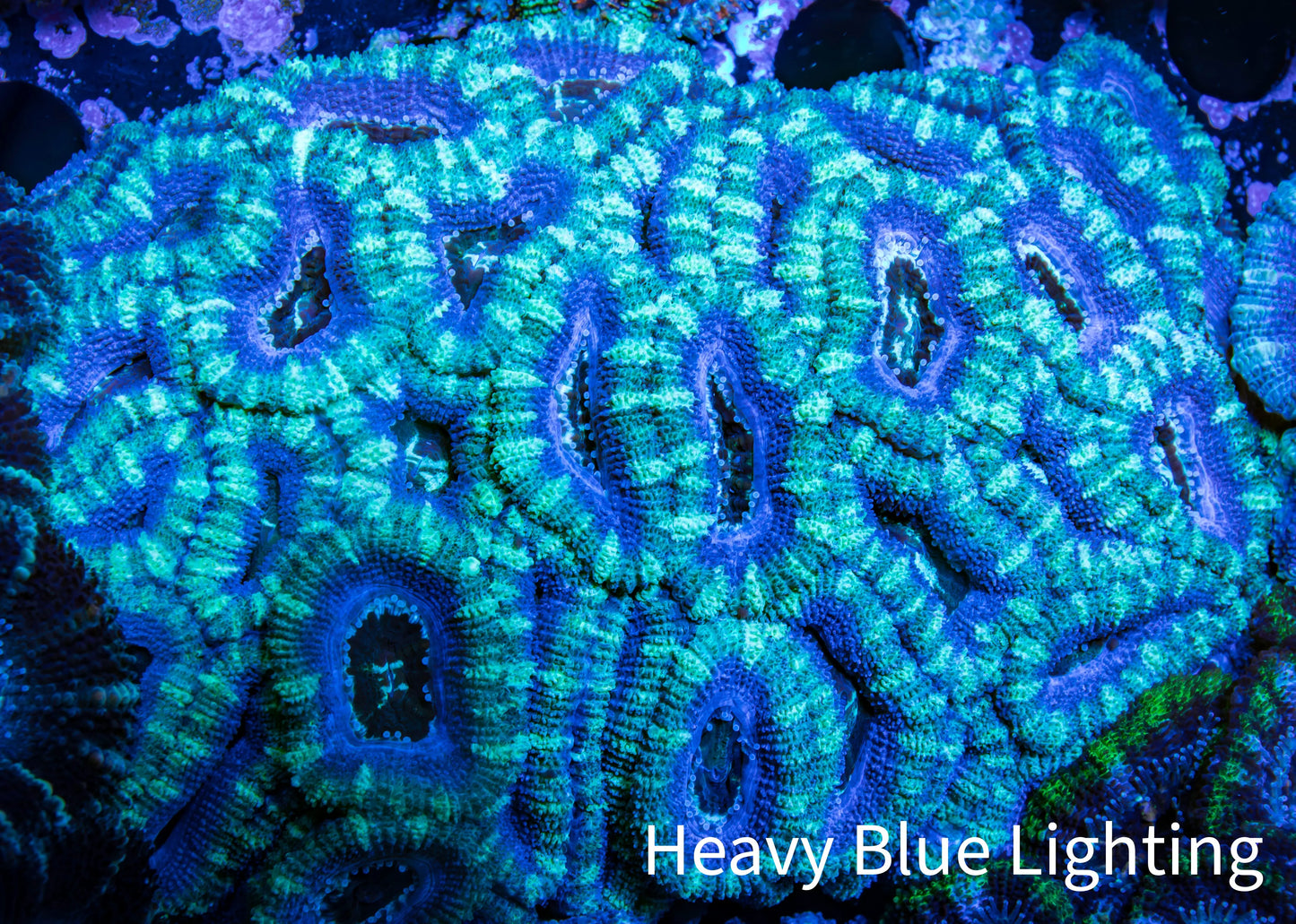 Ultra Acan Coral - Micromussa Lordhowensis - Acan WYSIWYG 6cm B2R2B1 Ultra Acan Coral - Micromussa Lordhowensis - Acan WYSIWYG 6cm B2R2B1 LPS Coral Ultra Acan Coral - Micromussa Lordhowensis - Acan WYSIWYG 6cm B2R2B1 Zeo Box Reef