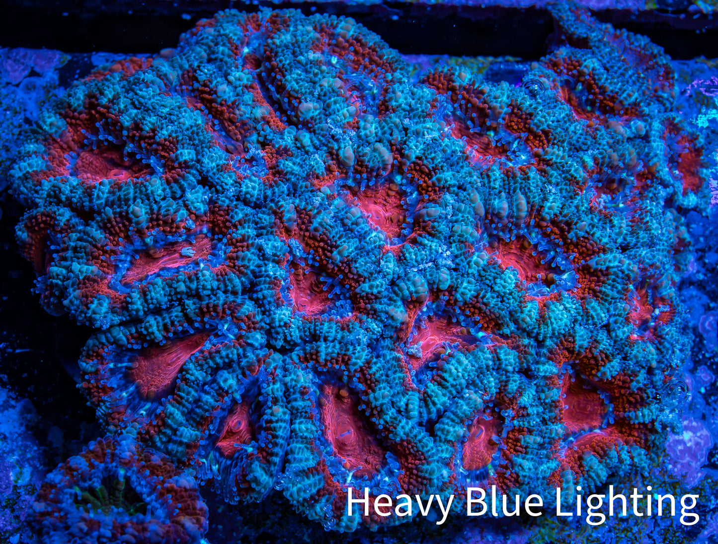 Ultra Acan Coral - Micromussa Lordhowensis - Acan WYSIWYG 6cm C10R2B1 Ultra Acan Coral - Micromussa Lordhowensis - Acan WYSIWYG 6cm C10R2B1 LPS Coral Ultra Acan Coral - Micromussa Lordhowensis - Acan WYSIWYG 6cm C10R2B1 Zeo Box Reef
