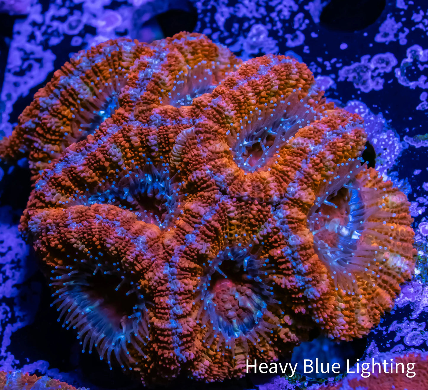 Ultra Acan Coral - Micromussa Lordhowensis - Acan WYSIWYG 6cm Ultra Acan Coral - Micromussa Lordhowensis - Acan WYSIWYG 6cm LPS Coral Ultra Acan Coral - Micromussa Lordhowensis - Acan WYSIWYG 6cm Zeo Box Reef