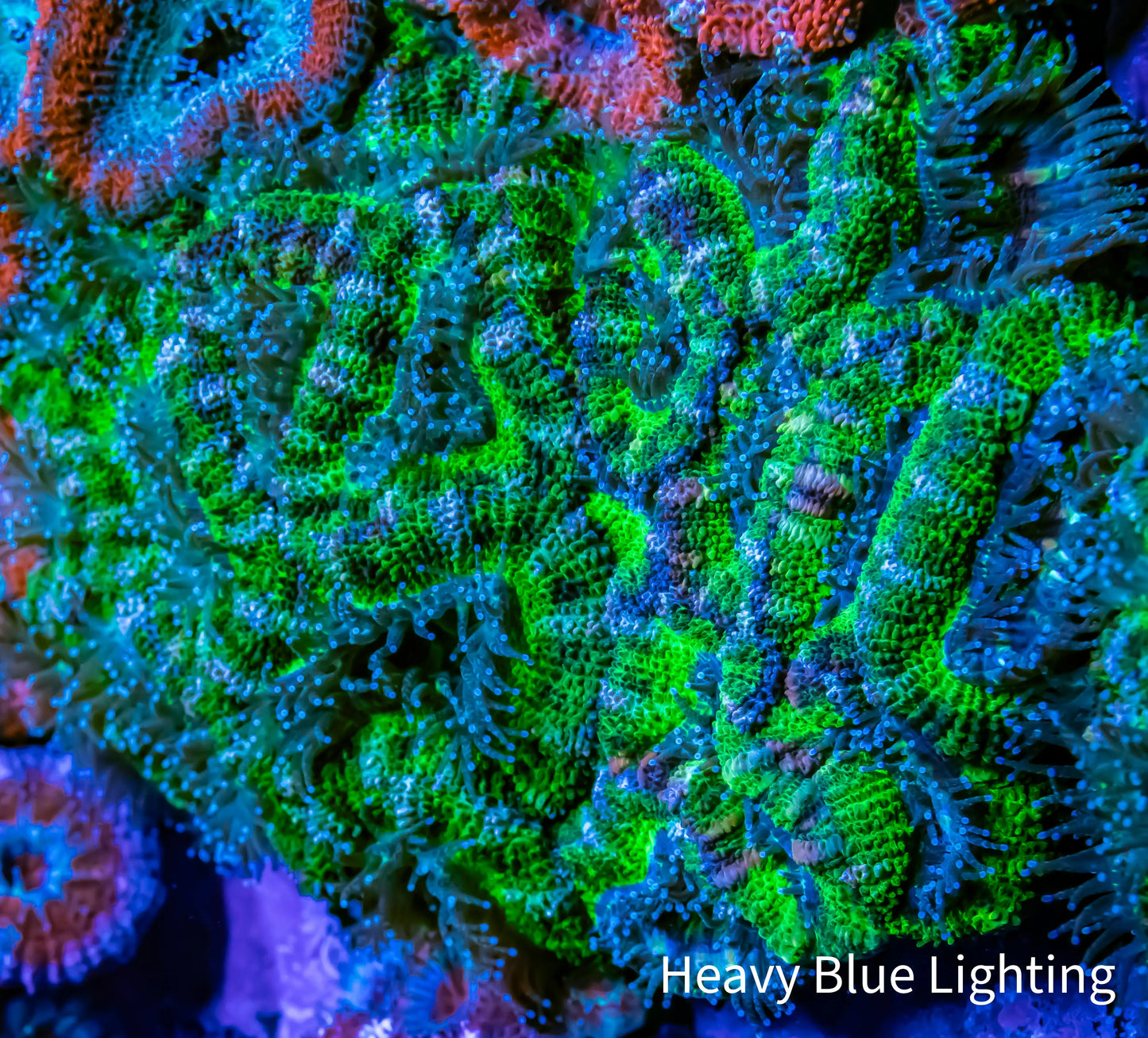 Ultra Acan Coral - Micromussa Lordhowensis - Acan WYSIWYG 6cm Ultra Acan Coral - Micromussa Lordhowensis - Acan WYSIWYG 6cm LPS Coral Ultra Acan Coral - Micromussa Lordhowensis - Acan WYSIWYG 6cm Zeo Box Reef