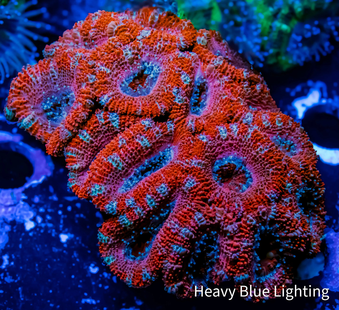 Ultra Acan Coral - Micromussa Lordhowensis - Acan WYSIWYG 6cm Ultra Acan Coral - Micromussa Lordhowensis - Acan WYSIWYG 6cm LPS Coral Ultra Acan Coral - Micromussa Lordhowensis - Acan WYSIWYG 6cm Zeo Box Reef