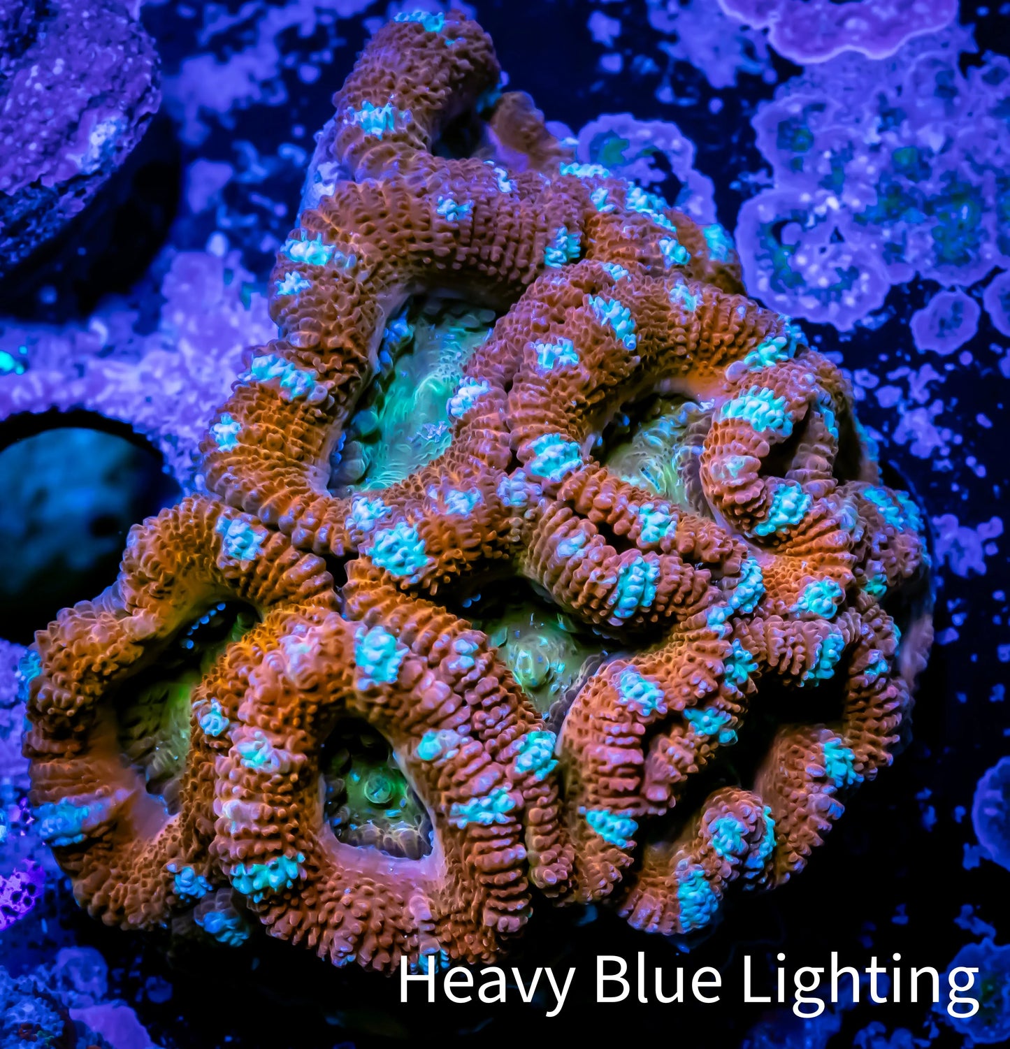 Ultra Acan Coral - Micromussa Lordhowensis - Acan WYSIWYG 6cm Ultra Acan Coral - Micromussa Lordhowensis - Acan WYSIWYG 6cm LPS Coral Ultra Acan Coral - Micromussa Lordhowensis - Acan WYSIWYG 6cm Zeo Box Reef