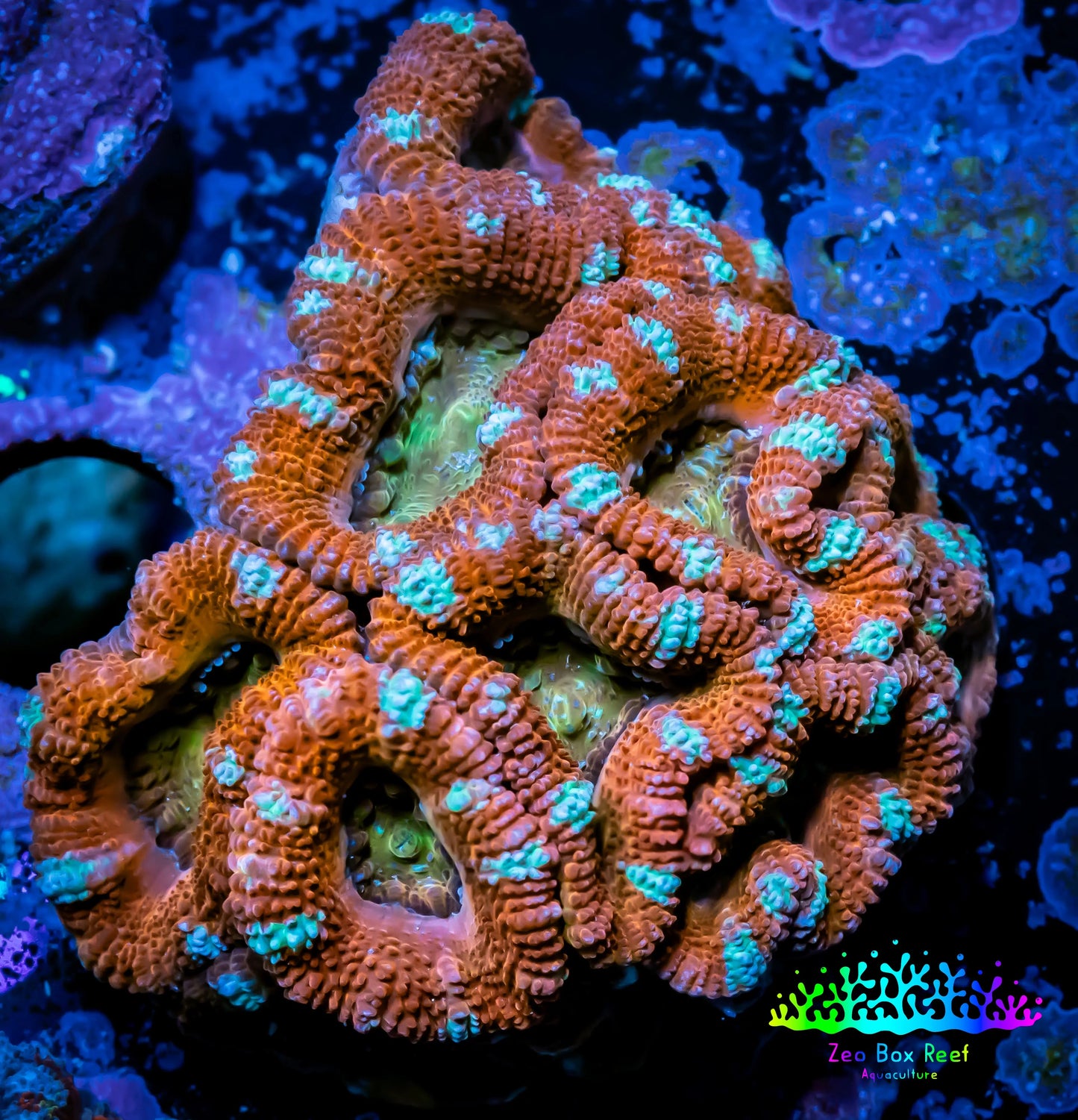 Ultra Acan Coral - Micromussa Lordhowensis - Acan WYSIWYG 6cm Ultra Acan Coral - Micromussa Lordhowensis - Acan WYSIWYG 6cm LPS Coral Ultra Acan Coral - Micromussa Lordhowensis - Acan WYSIWYG 6cm Zeo Box Reef