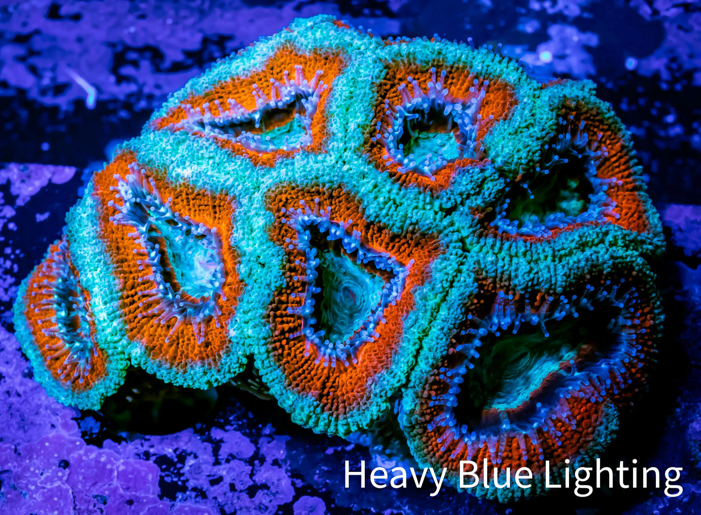 Ultra Acan Coral - Micromussa Lordhowensis - Acan WYSIWYG 6cm Ultra Acan Coral - Micromussa Lordhowensis - Acan WYSIWYG 6cm LPS Coral Ultra Acan Coral - Micromussa Lordhowensis - Acan WYSIWYG 6cm Zeo Box Reef