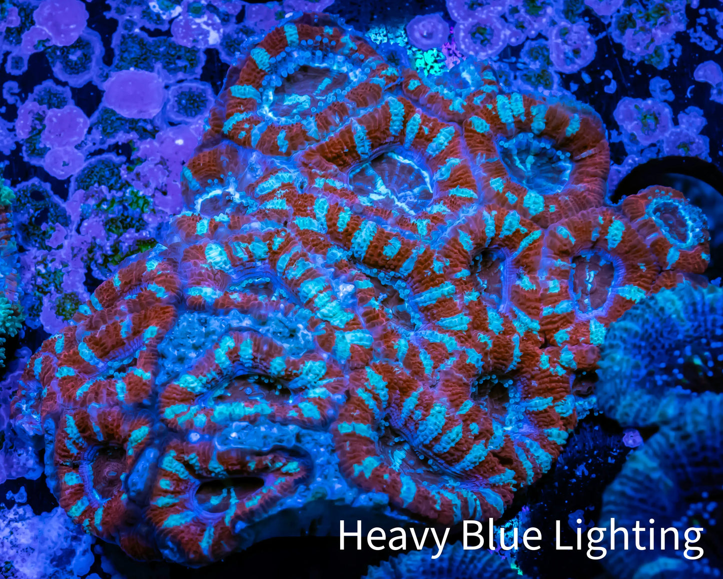Ultra Acan Coral - Micromussa Lordhowensis - Acan WYSIWYG 6cm Ultra Acan Coral - Micromussa Lordhowensis - Acan WYSIWYG 6cm LPS Coral Ultra Acan Coral - Micromussa Lordhowensis - Acan WYSIWYG 6cm Zeo Box Reef
