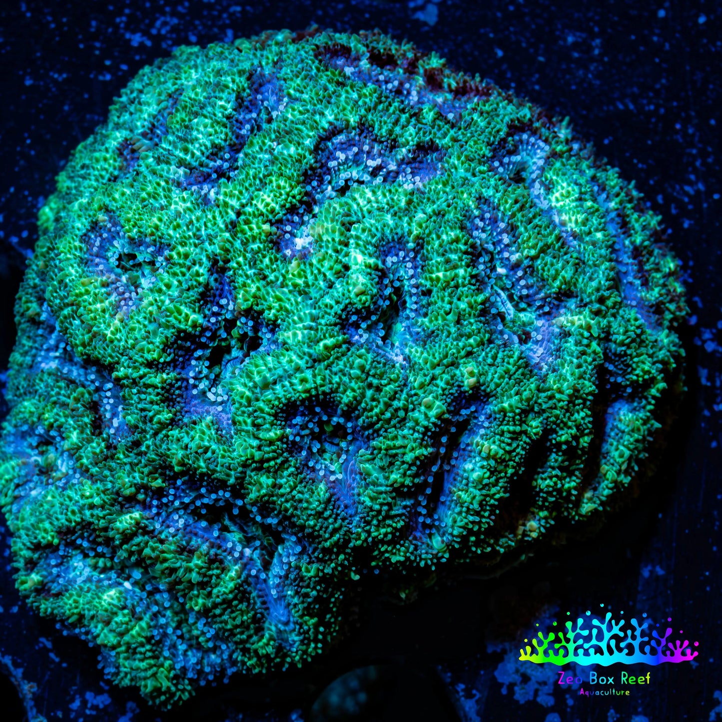 Ultra Acan Coral - Micromussa Lordhowensis - Acan WYSIWYG 6cm Ultra Acan Coral - Micromussa Lordhowensis - Acan WYSIWYG 6cm LPS Coral Ultra Acan Coral - Micromussa Lordhowensis - Acan WYSIWYG 6cm Zeo Box Reef