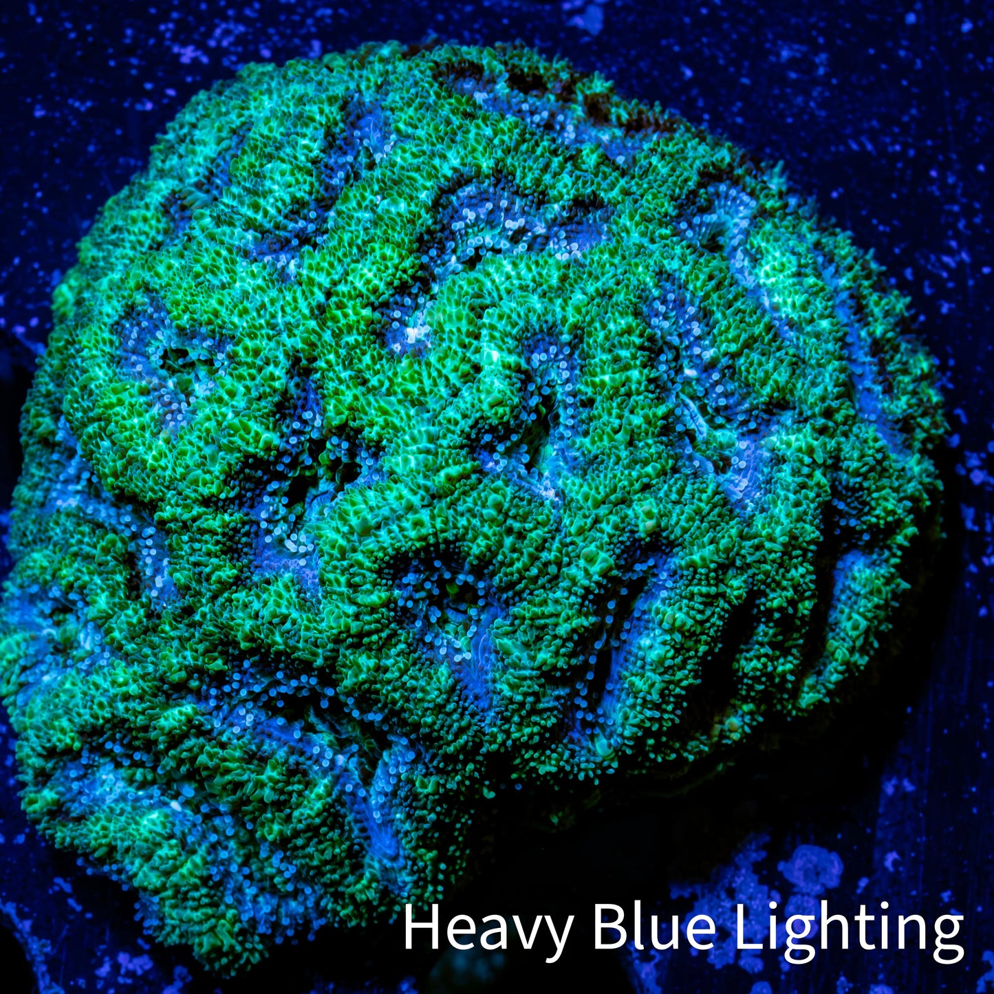 Ultra Acan Coral - Micromussa Lordhowensis - Acan WYSIWYG 6cm Ultra Acan Coral - Micromussa Lordhowensis - Acan WYSIWYG 6cm LPS Coral Ultra Acan Coral - Micromussa Lordhowensis - Acan WYSIWYG 6cm Zeo Box Reef