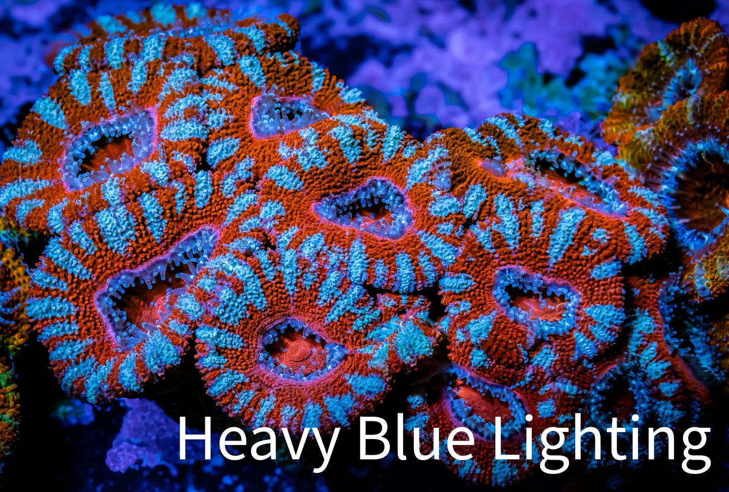 Ultra Acan Coral - Micromussa Lordhowensis - Acan WYSIWYG 6cm (Copy) Ultra Acan Coral - Micromussa Lordhowensis - Acan WYSIWYG 6cm (Copy) LPS Coral Ultra Acan Coral - Micromussa Lordhowensis - Acan WYSIWYG 6cm (Copy) Zeo Box Reef