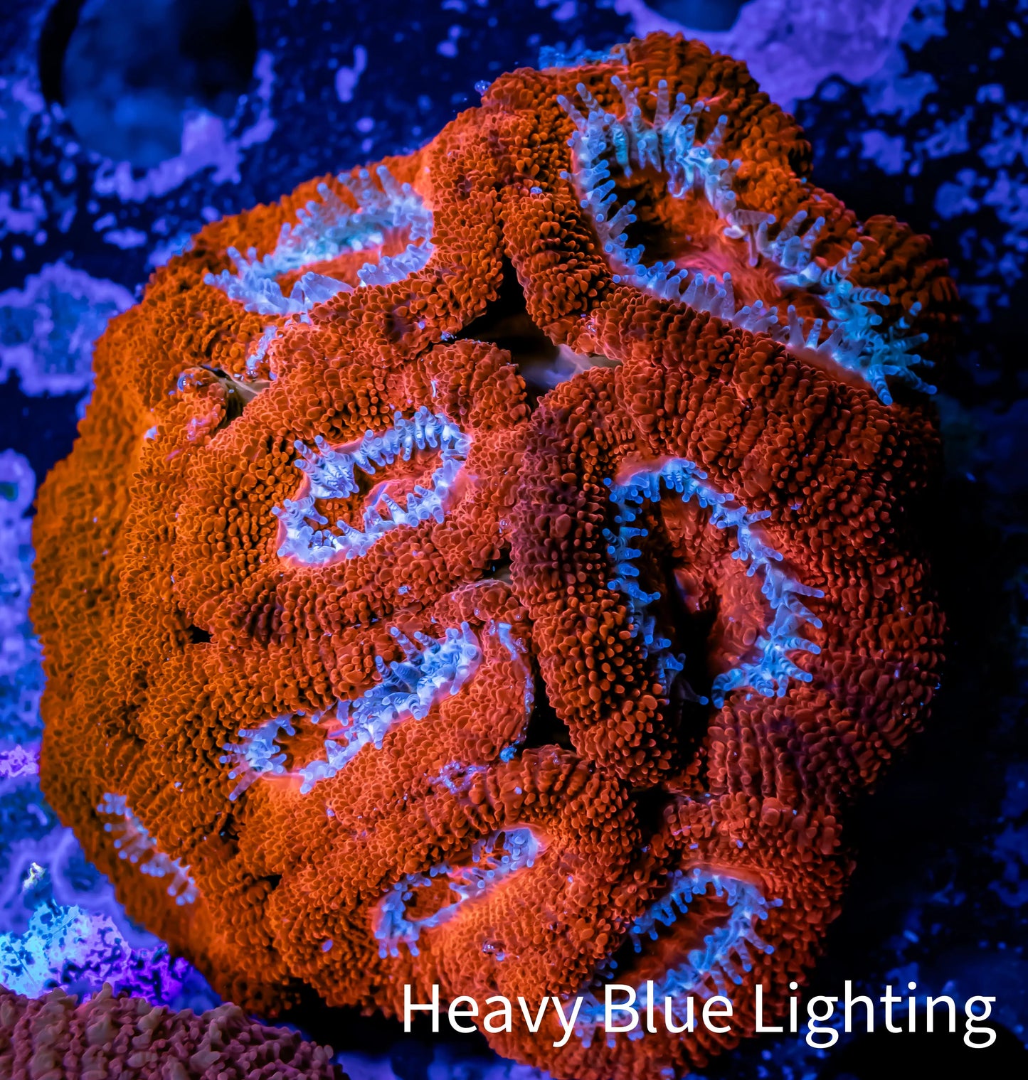 Ultra Acan Coral - Micromussa Lordhowensis - Acan WYSIWYG 6cm (Copy) Ultra Acan Coral - Micromussa Lordhowensis - Acan WYSIWYG 6cm (Copy) LPS Coral Ultra Acan Coral - Micromussa Lordhowensis - Acan WYSIWYG 6cm (Copy) Zeo Box Reef