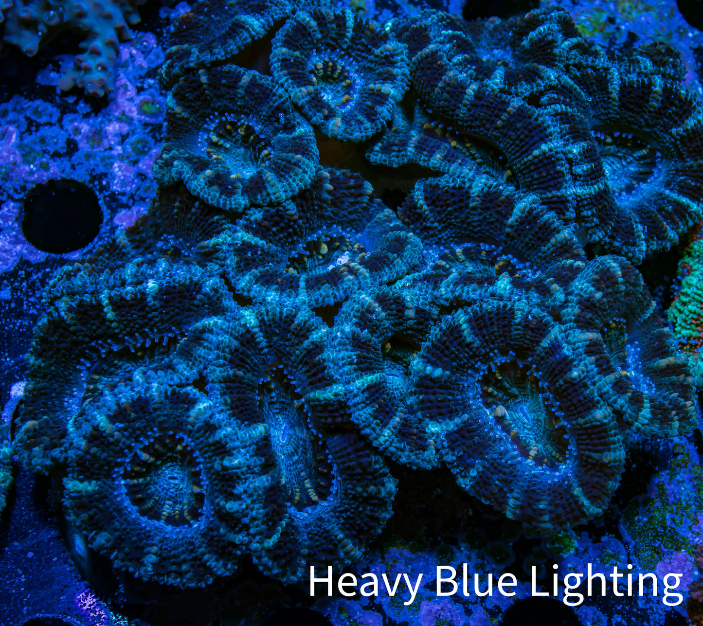 Ultra Acan Coral - Micromussa Lordhowensis - Acan WYSIWYG 9cm A2R2B1 Ultra Acan Coral - Micromussa Lordhowensis - Acan WYSIWYG 9cm A2R2B1 LPS Coral Ultra Acan Coral - Micromussa Lordhowensis - Acan WYSIWYG 9cm A2R2B1 Zeo Box Reef