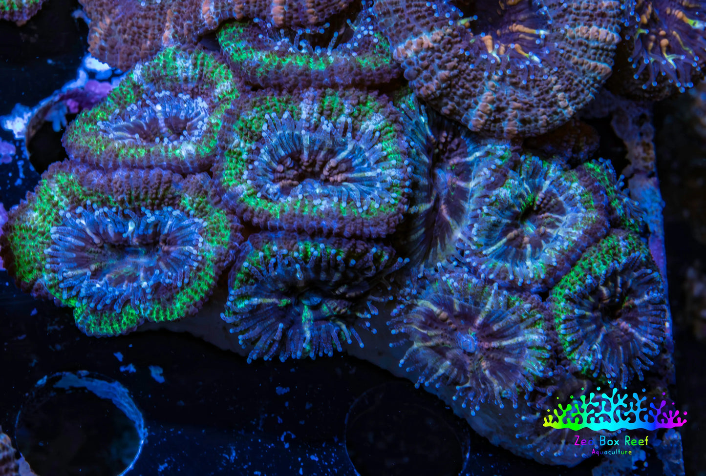 Ultra Acan Coral - Micromussa Lordhowensis - Acan5cm WYSIWYG C10R2B1 Ultra Acan Coral - Micromussa Lordhowensis - Acan5cm WYSIWYG C10R2B1 LPS Coral Ultra Acan Coral - Micromussa Lordhowensis - Acan5cm WYSIWYG C10R2B1 Zeo Box Reef
