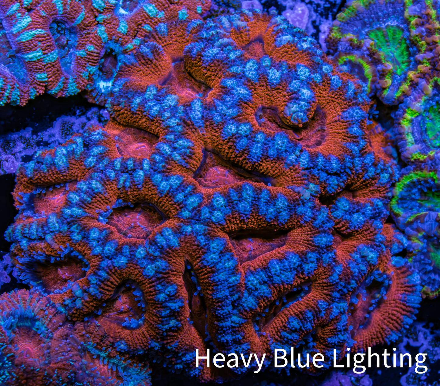 Ultra Acan Coral - Micromussa Lordhowensis - B2R2B1 6cm Ultra Acan Coral - Micromussa Lordhowensis - B2R2B1 6cm LPS Coral Ultra Acan Coral - Micromussa Lordhowensis - B2R2B1 6cm Zeo Box Reef